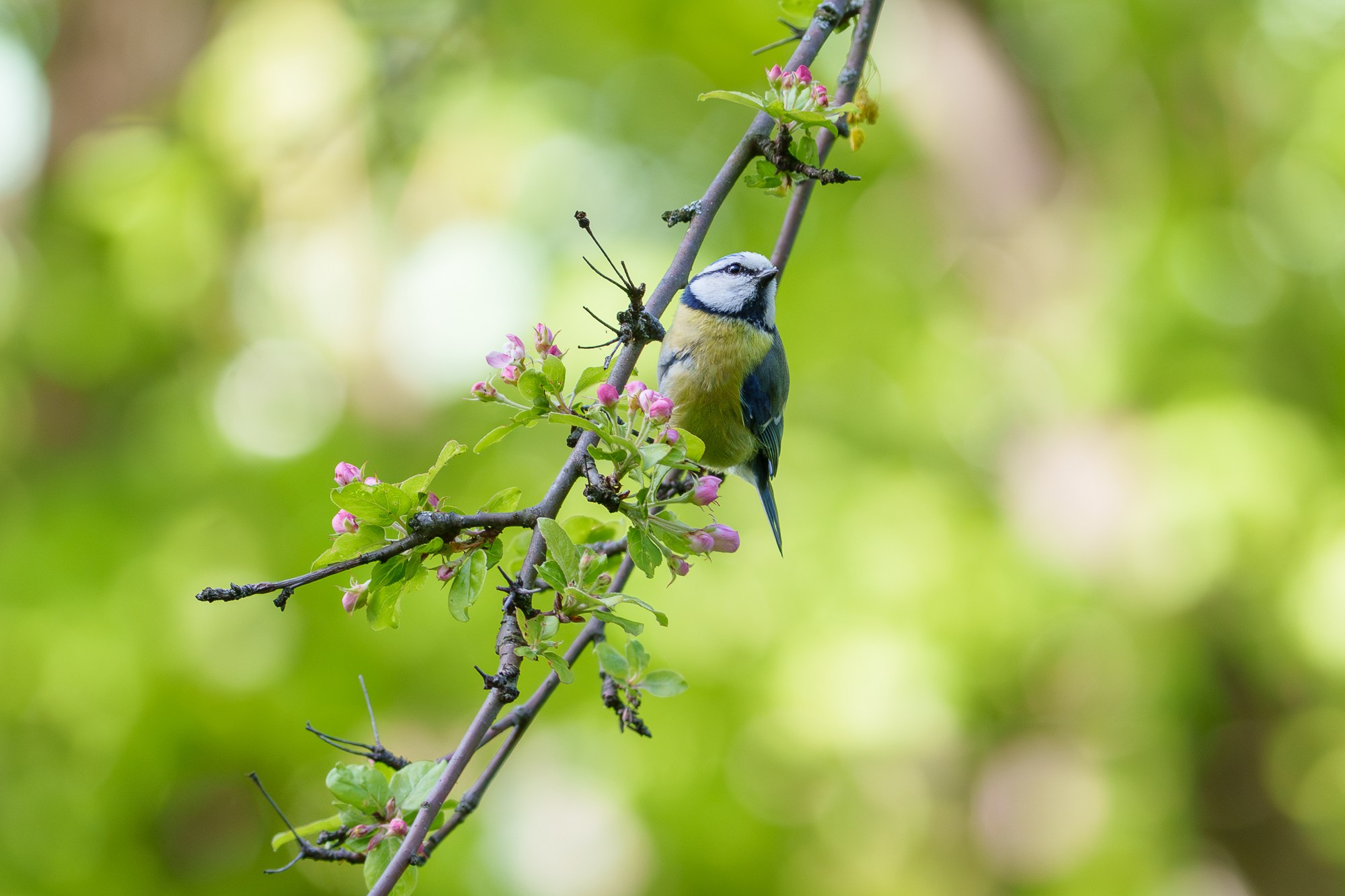 Удивительные мир птиц. Вокруг нас столько прекрасного — присмотритесь!. Ваш личный фотограф Марина Волкова