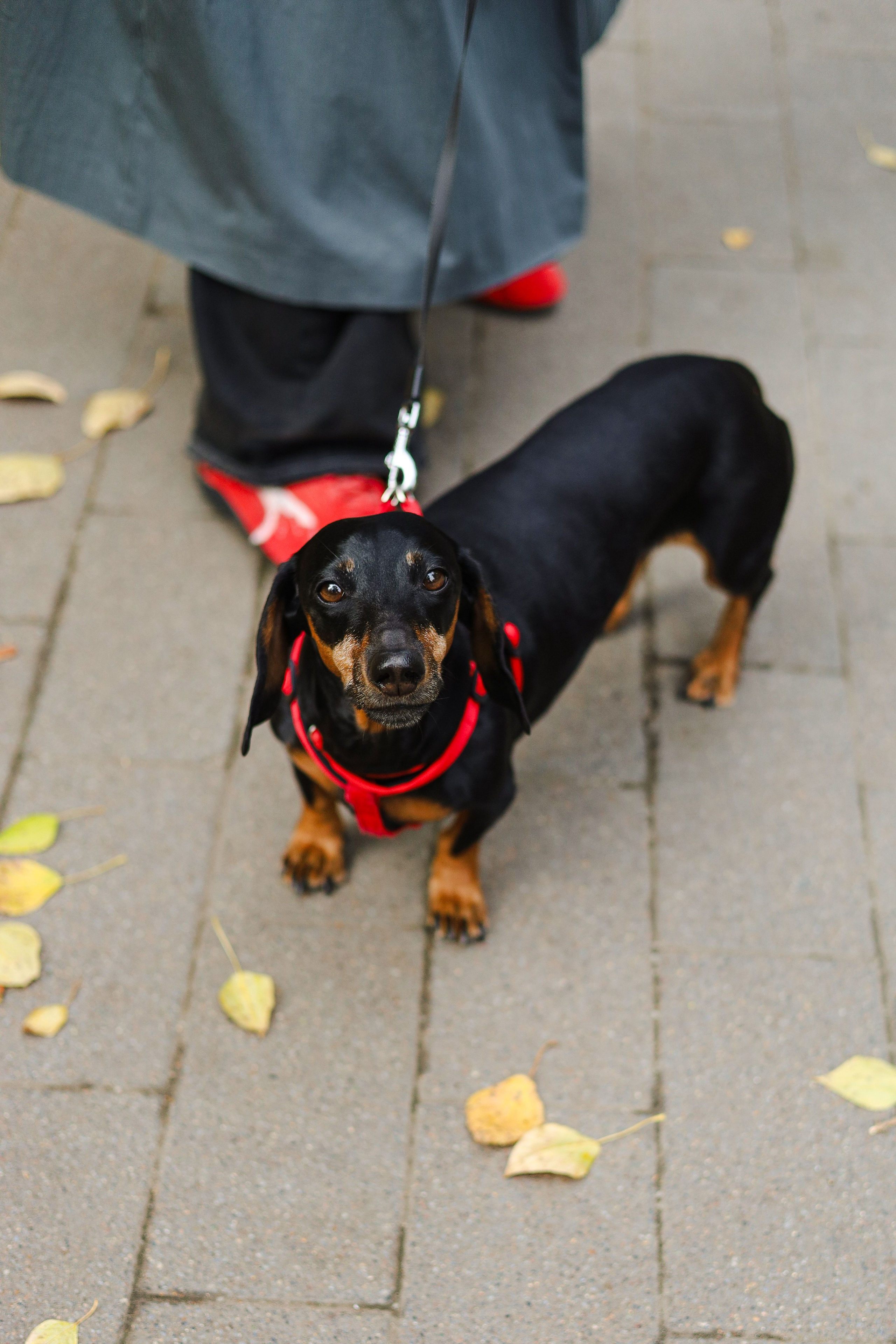 Моня и Оля. Фотограф-анималист Ксения Шевцова|Москва