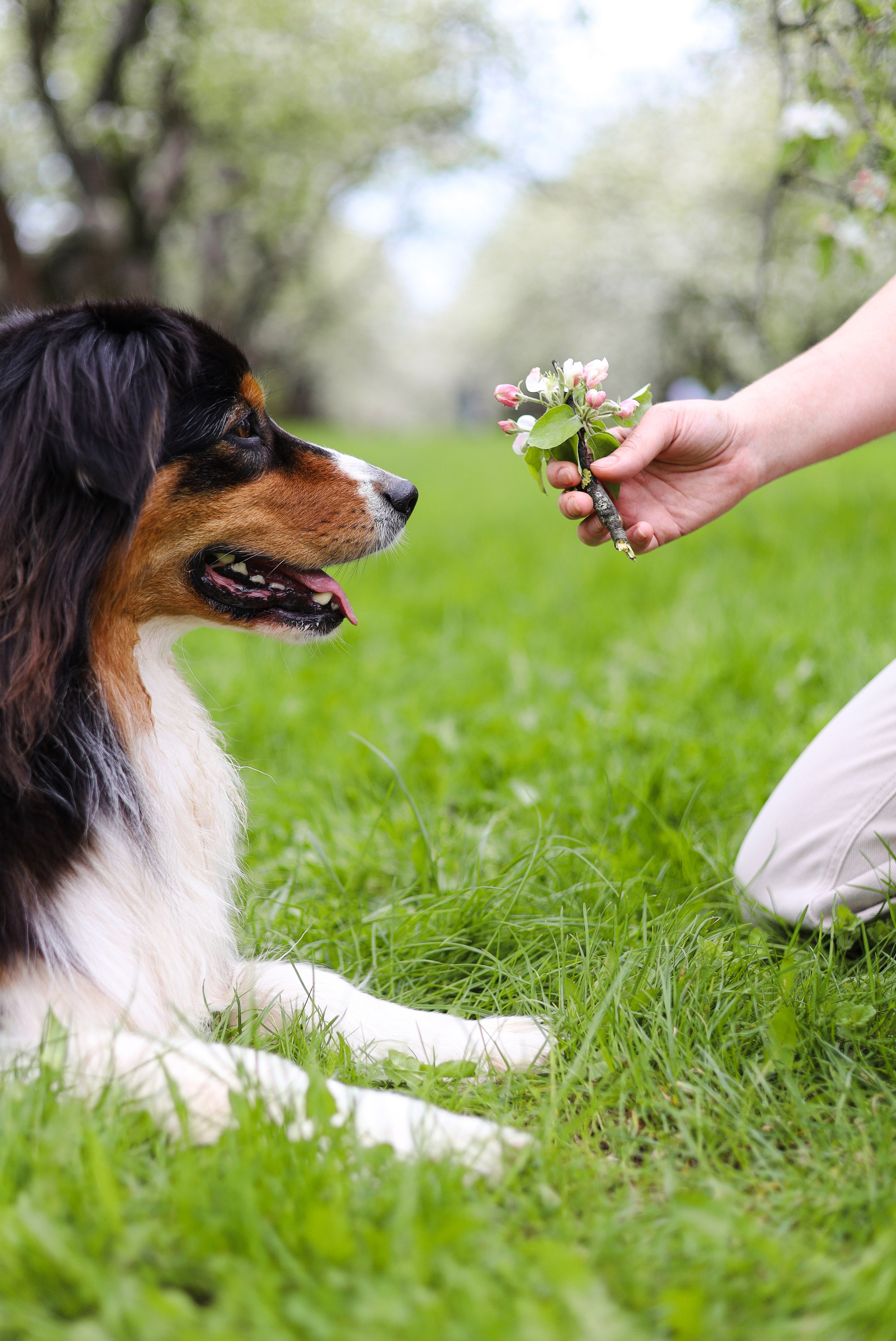 Келли и Света. Фотограф-анималист Ксения Шевцова|Москва