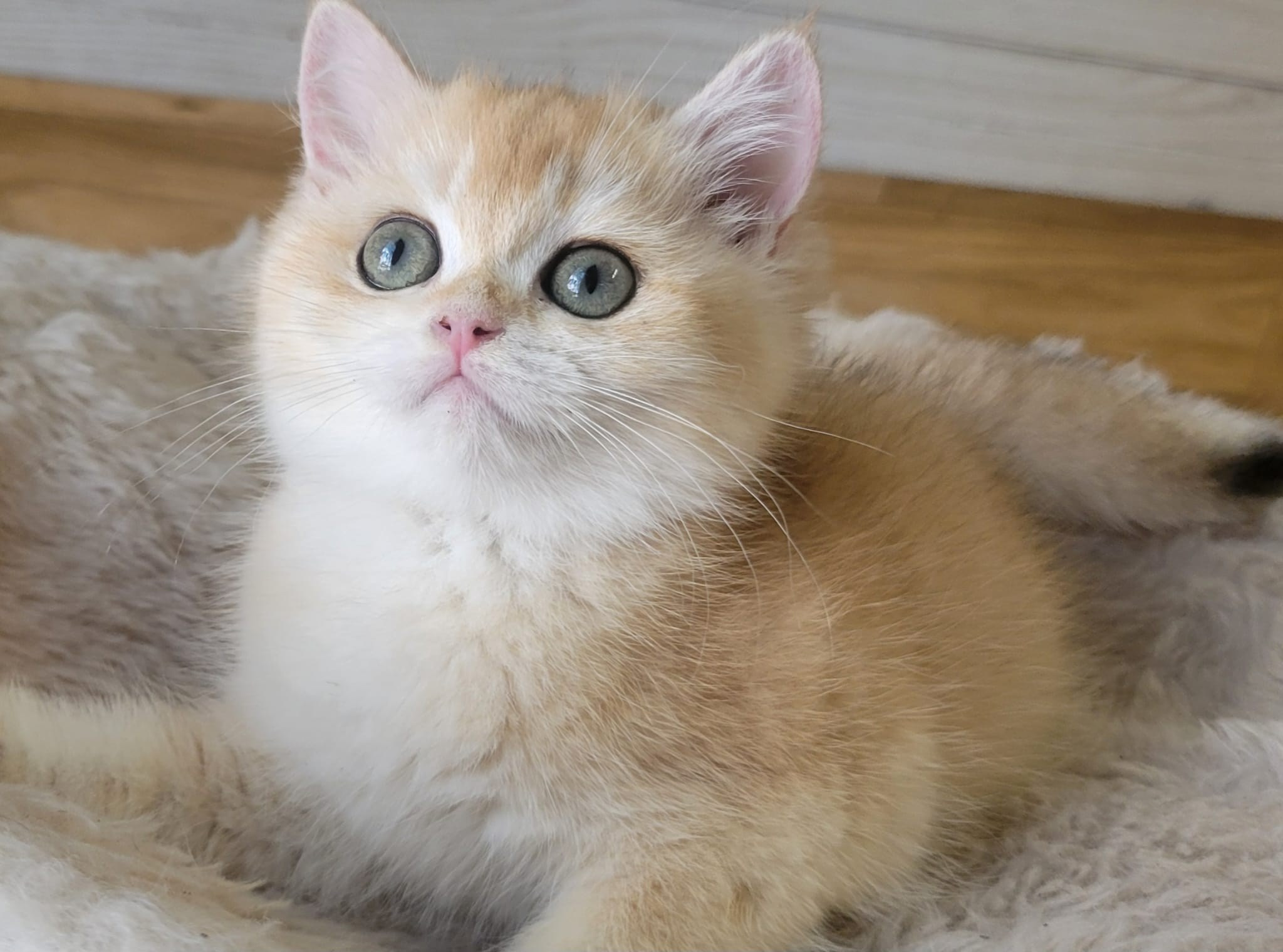 Miki, female, DB 06.14.24, sold. British shorhair Cats