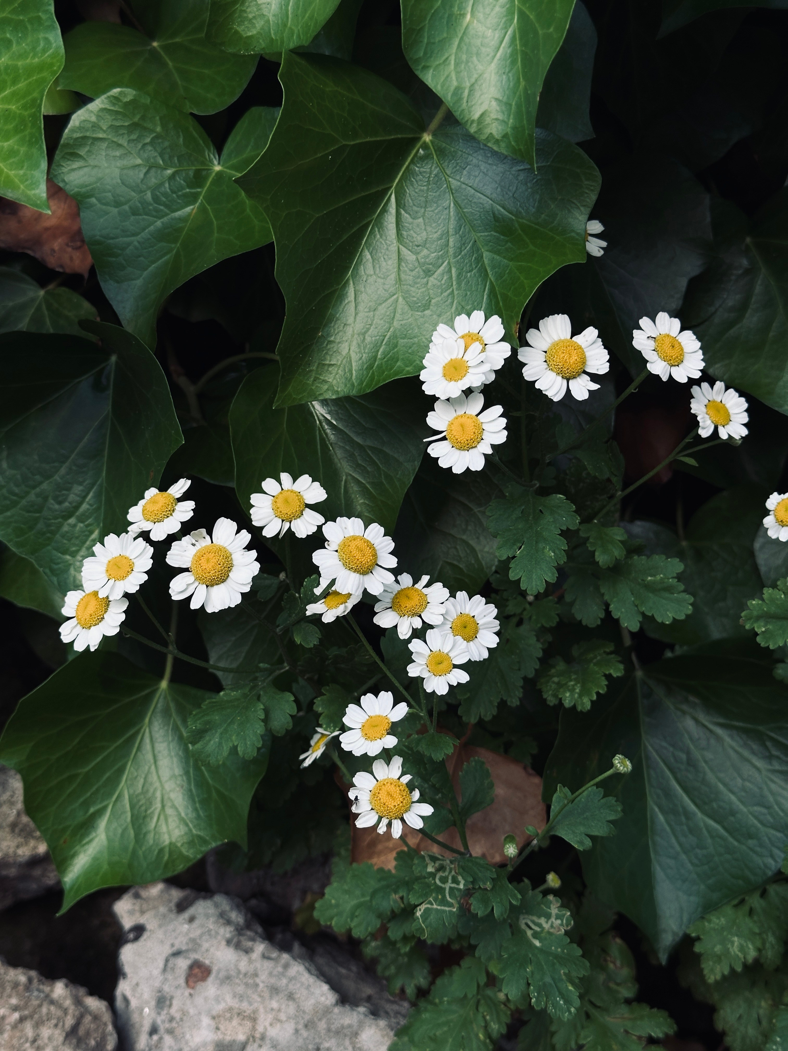 Макро любовь. Смотри, красота!