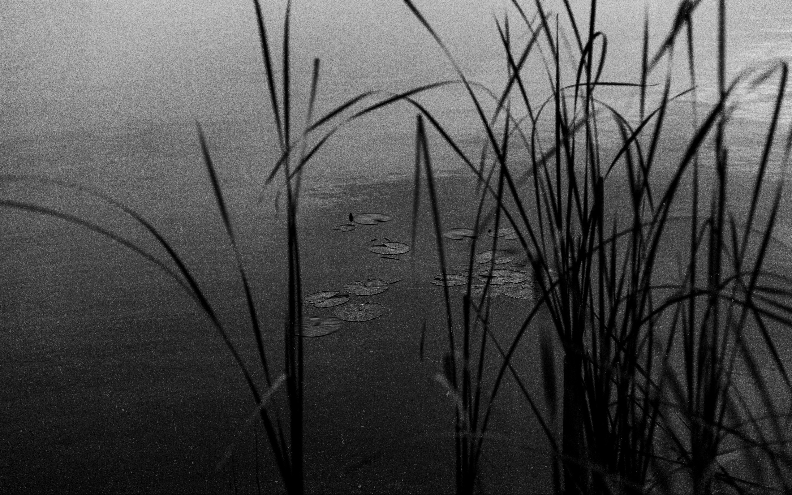 Portrait photographer. Your photographer