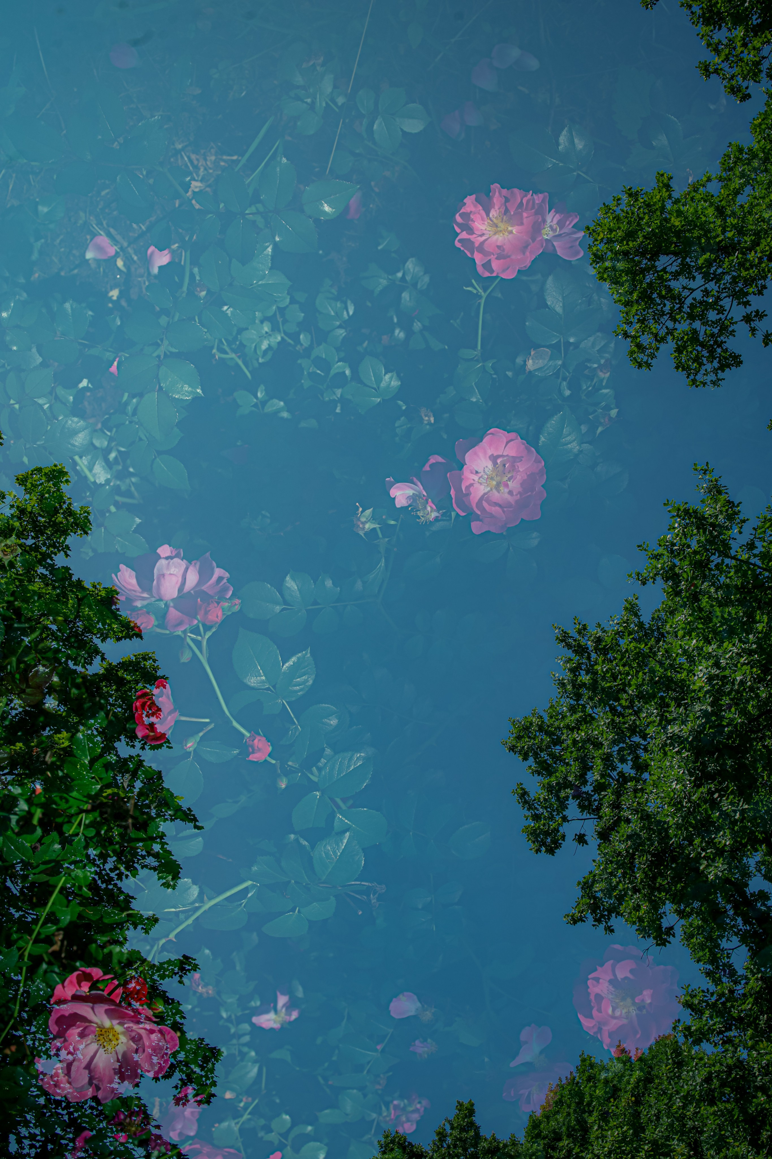 Природа &. Фотохудожник в СПб