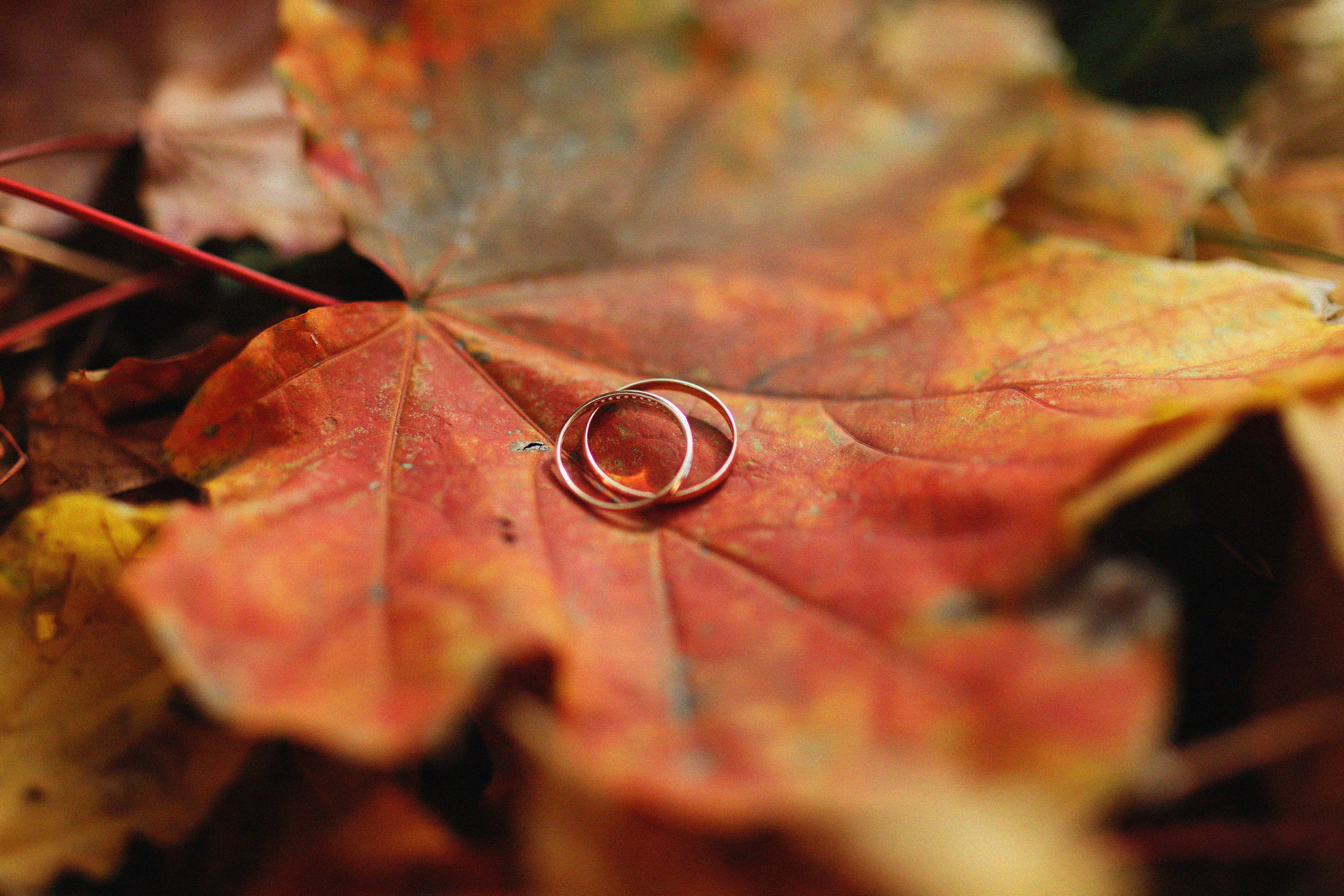 Свадьбы. Свадебный фотограф в Ростове-на-Дону Лилия Паккерт