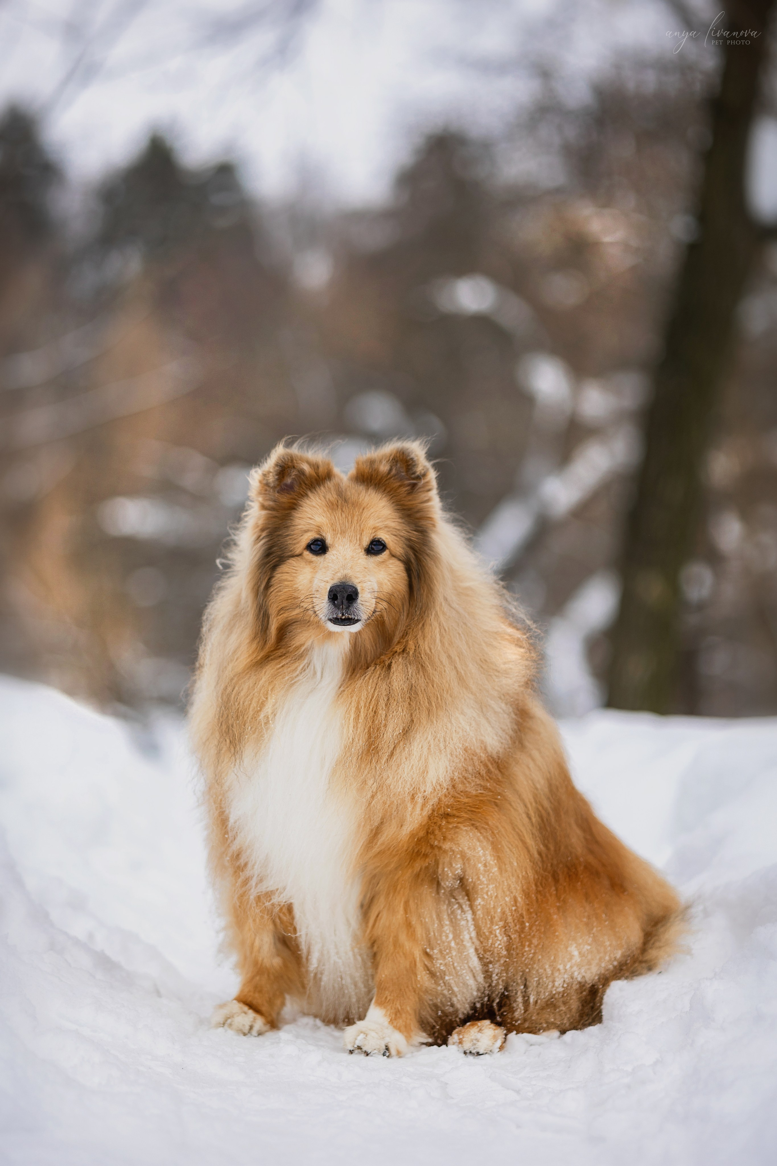 Скиф. Фотограф анималист Аня Ливанова | Рыбинск