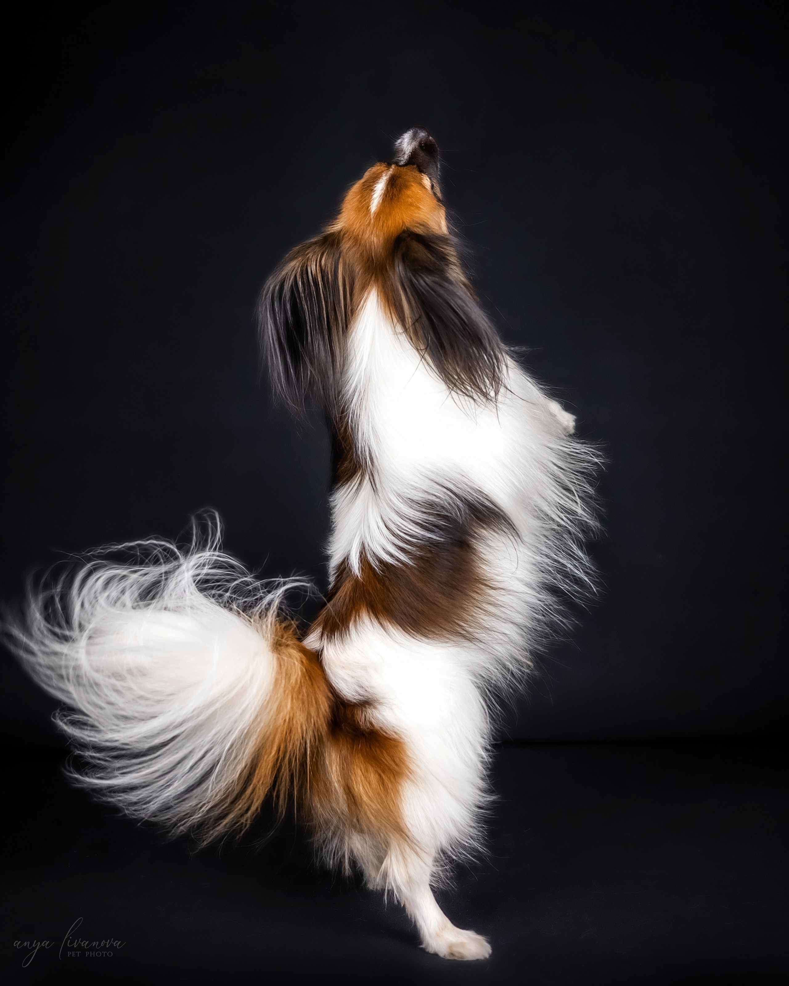 Террик. Фотограф анималист Аня Ливанова | Рыбинск