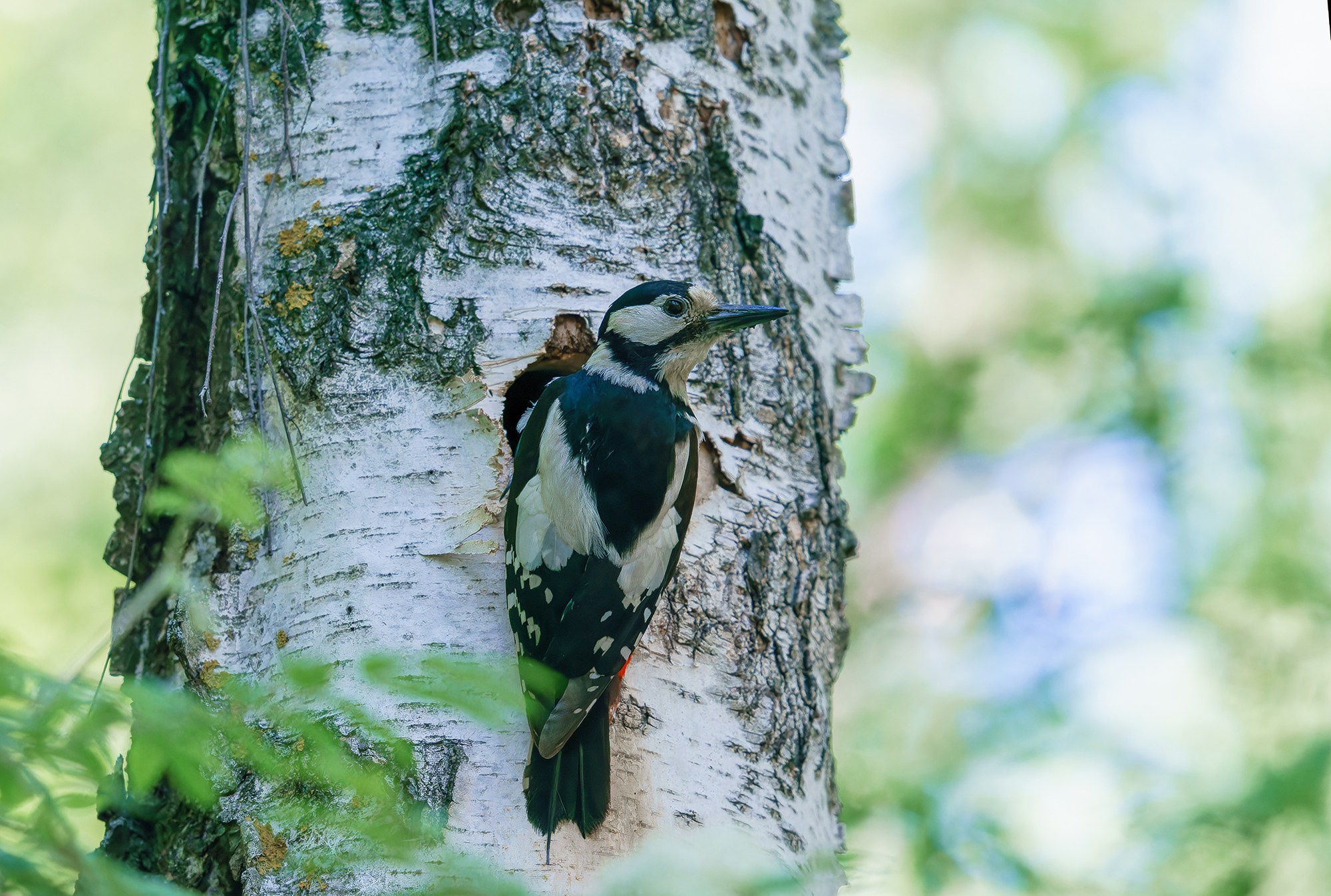 Удивительные мир птиц. Вокруг нас столько прекрасного — присмотритесь!. Ваш личный фотограф Марина Волкова