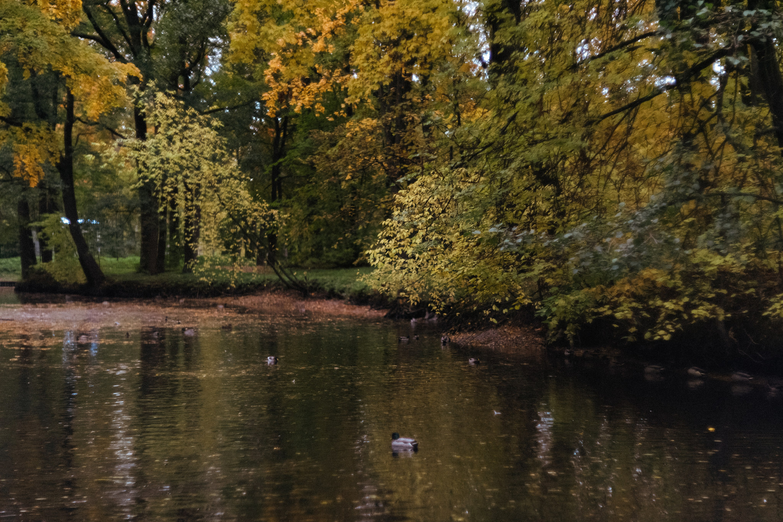 Autumn. Свадебный фотограф Санкт-Петербург DanyaPhotoart