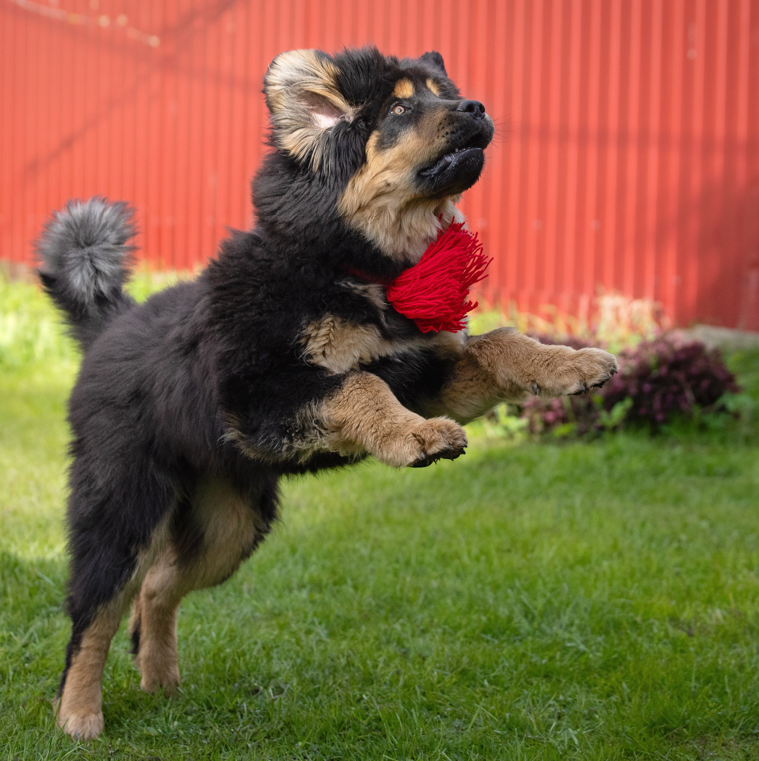 Тибетский мастиф. Юлия Микульская. Рыбинск