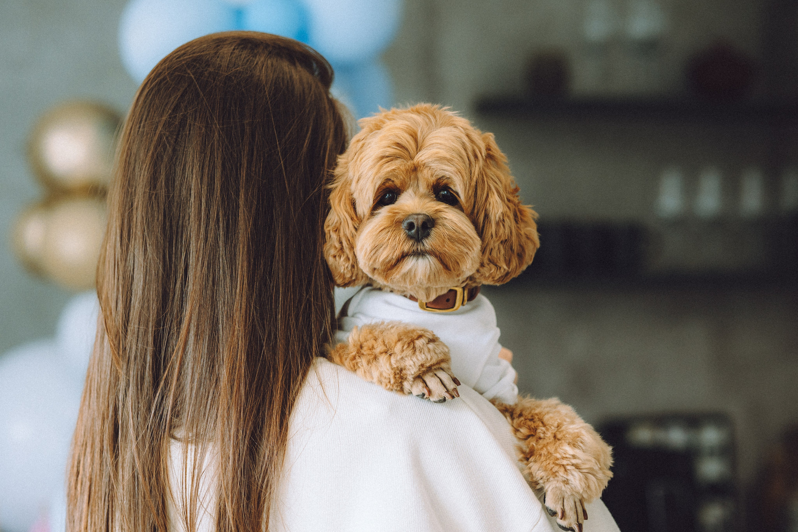 День Рождения пуделя Глаши