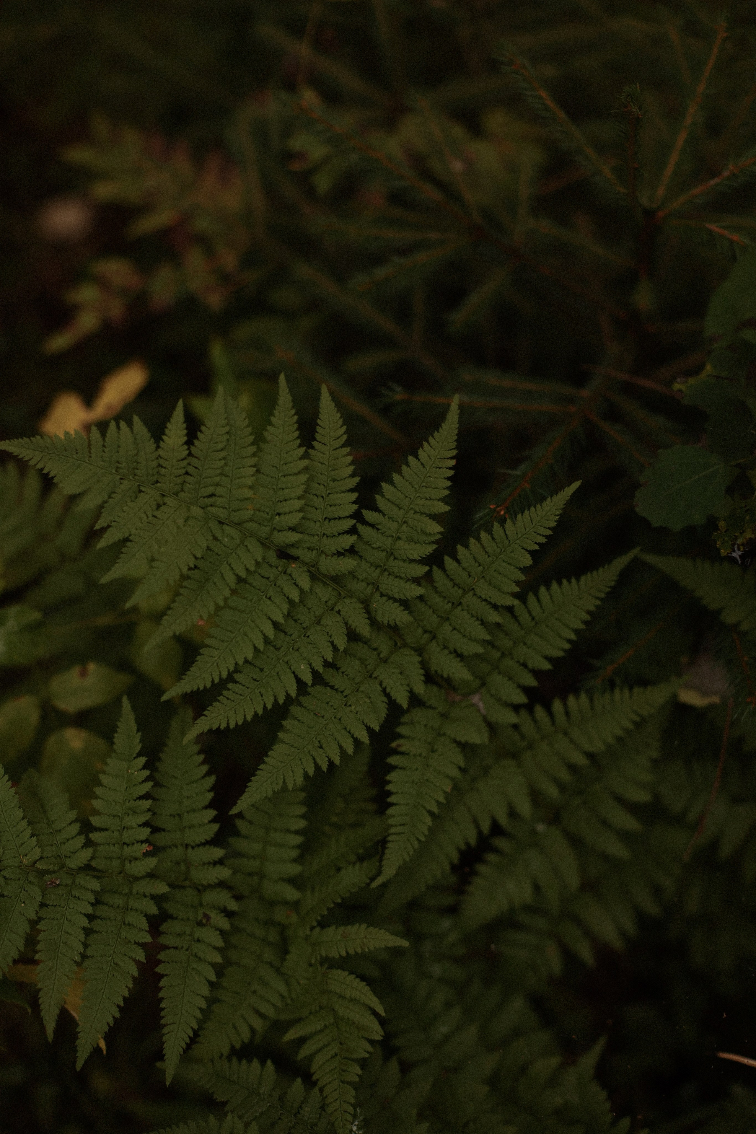 Кудряшки. Фотограф — Ольга Косолюкина