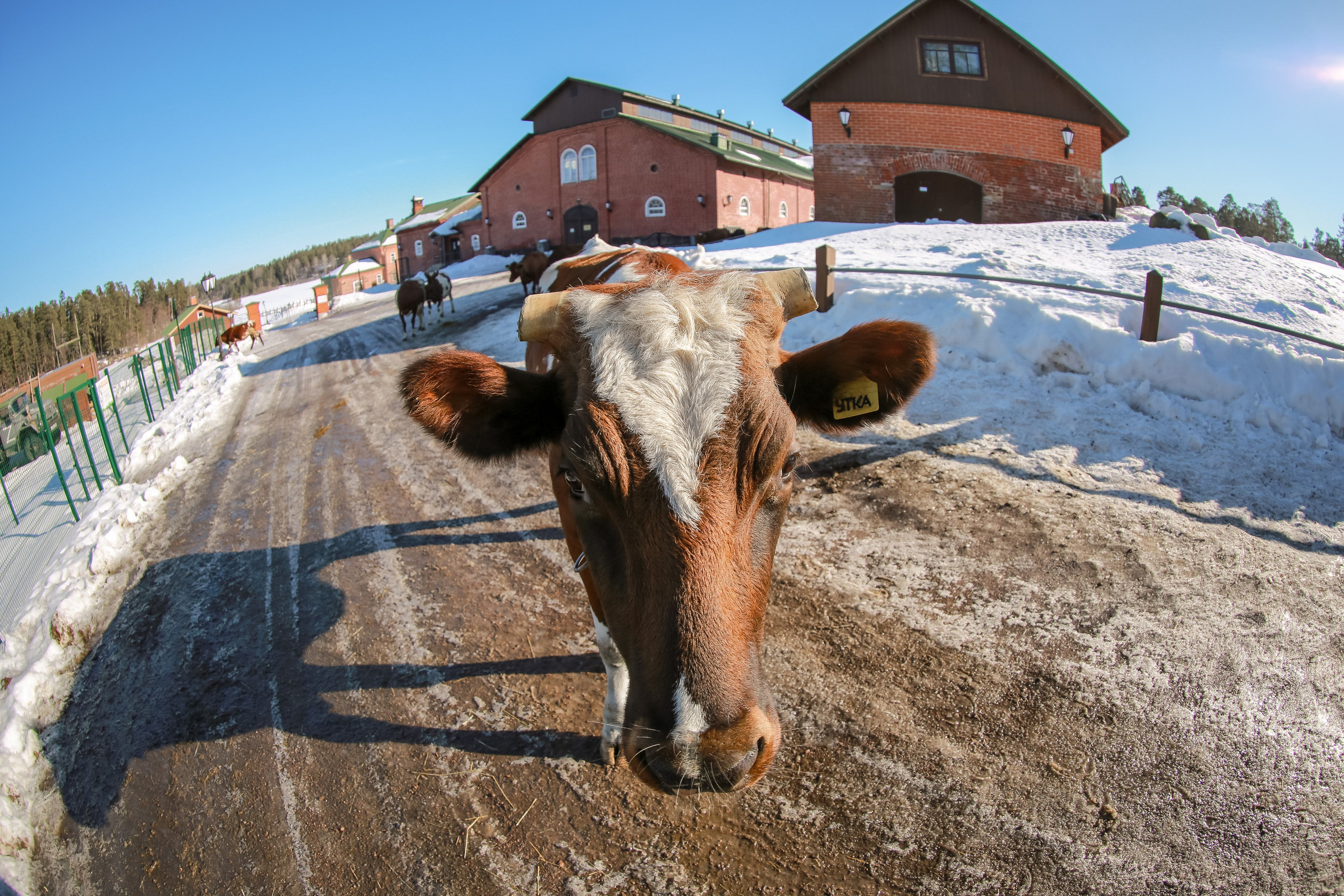 Репортажи. Трандин Иван Фотограф СПб