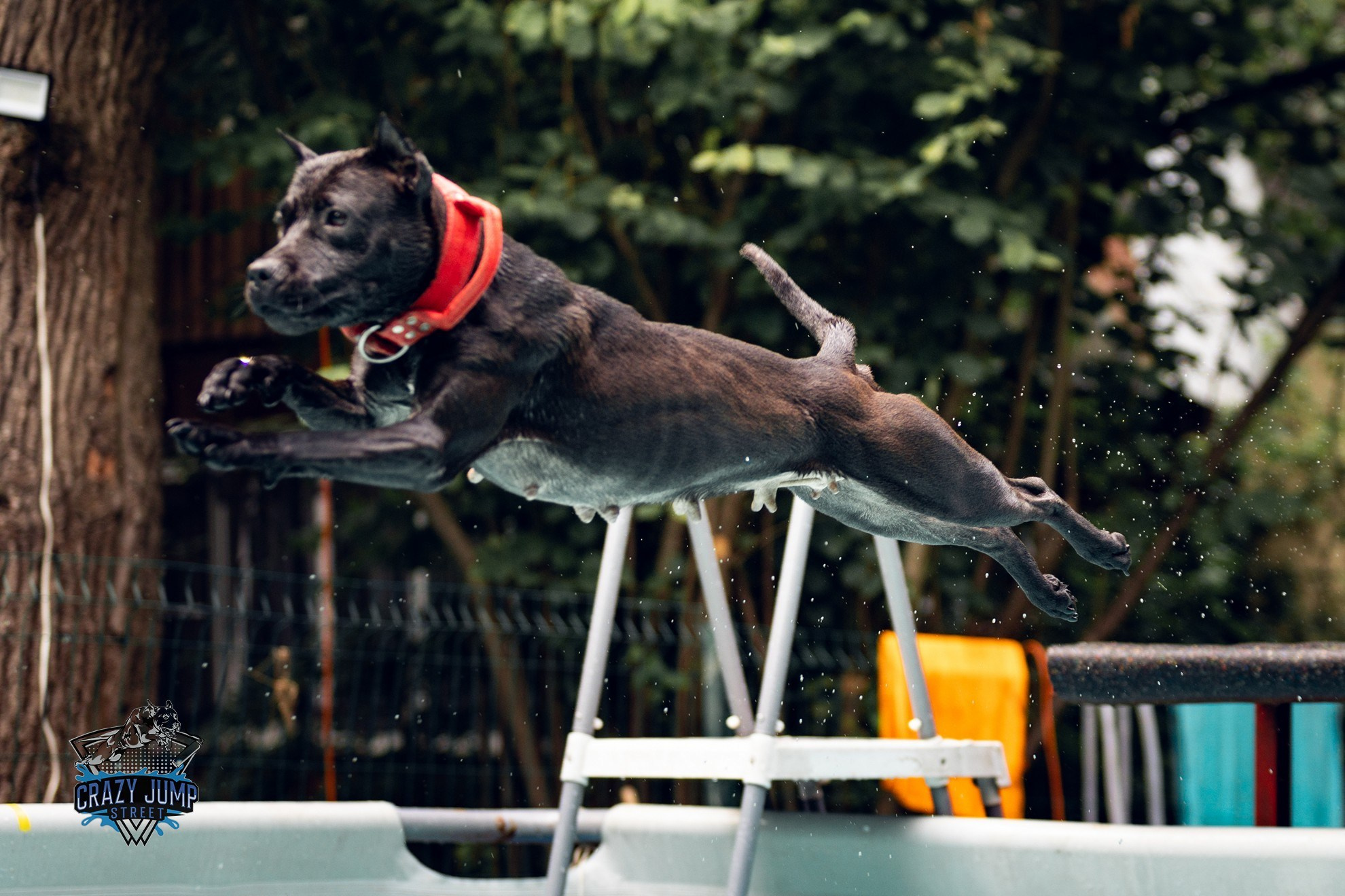 Собаки, спорт, Док дайвинг. Свадебный и репортажный фотограф в Москве и Московской области