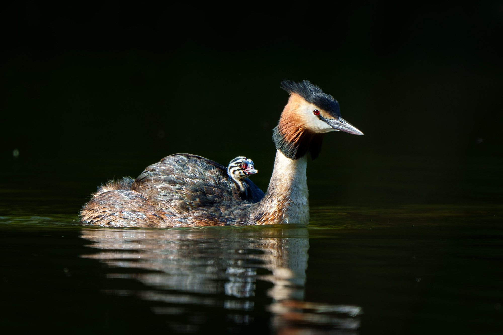 Удивительные мир птиц. Вокруг нас столько прекрасного — присмотритесь!. Ваш личный фотограф Марина Волкова
