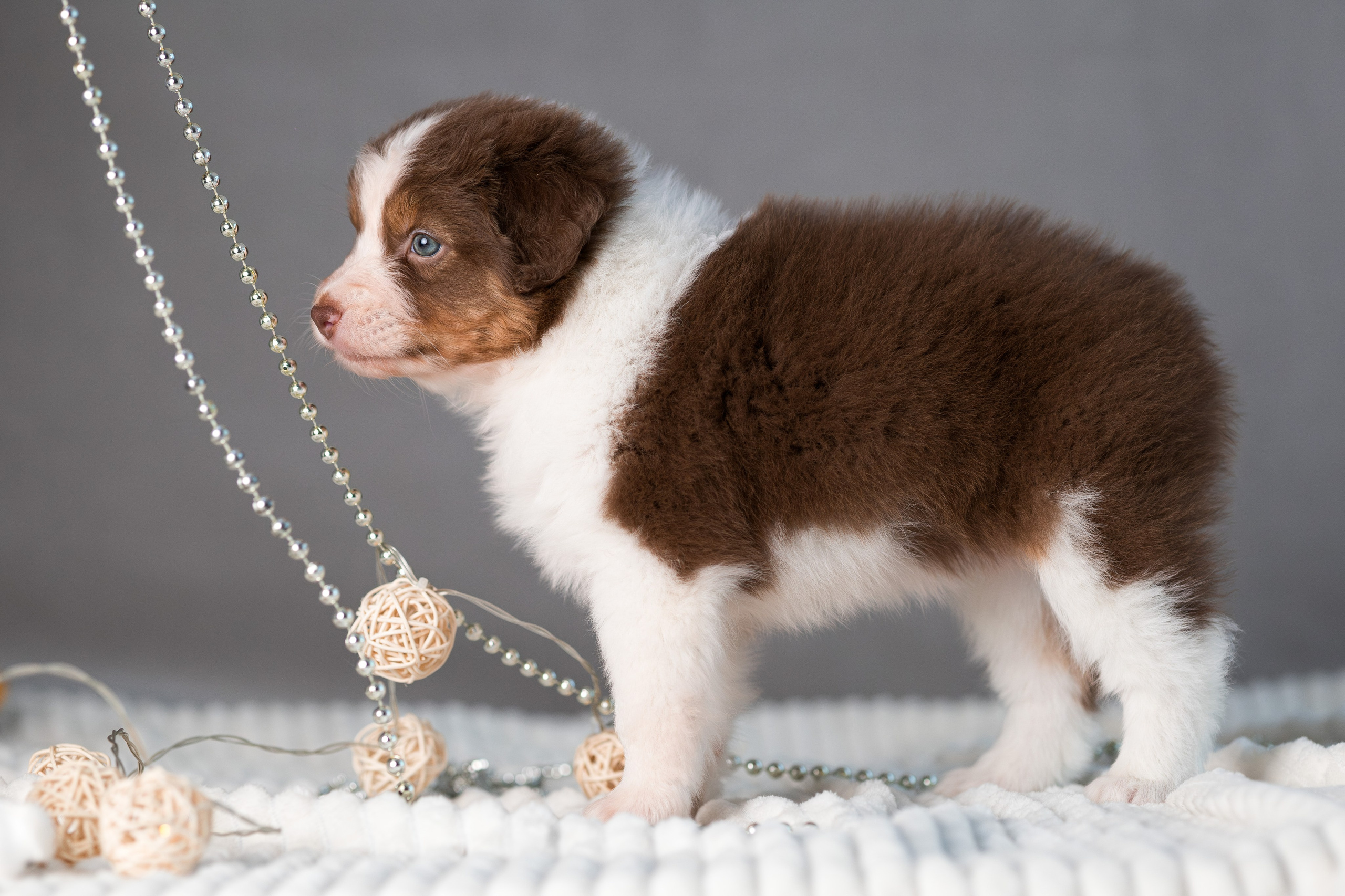 Щенки. Фотограф Яна Матвеева в Ижевске