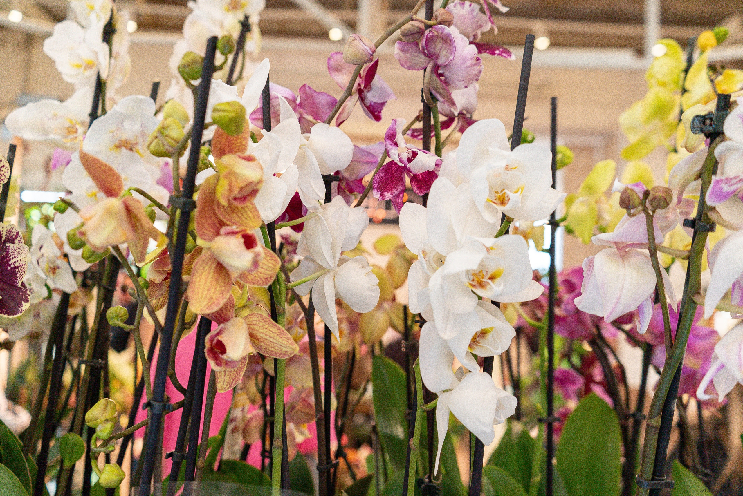 Гроубокс Артплей апрель. Александра Куликова фотограф, Москва