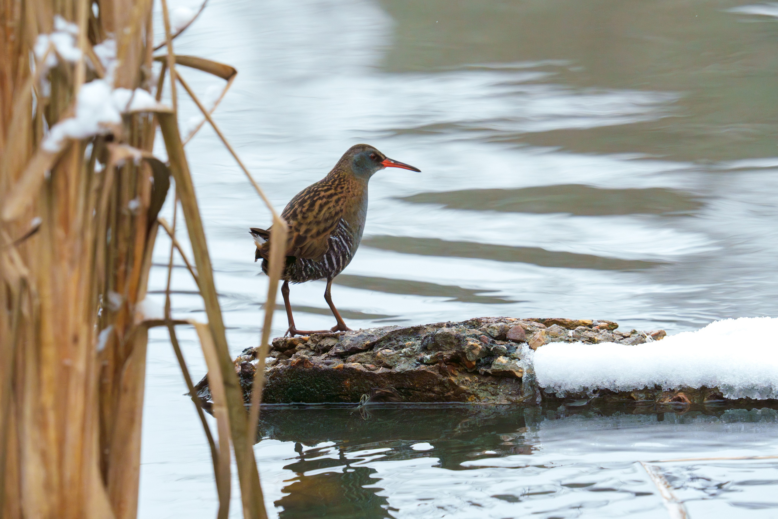 Удивительные мир птиц. Вокруг нас столько прекрасного — присмотритесь!. Ваш личный фотограф Марина Волкова