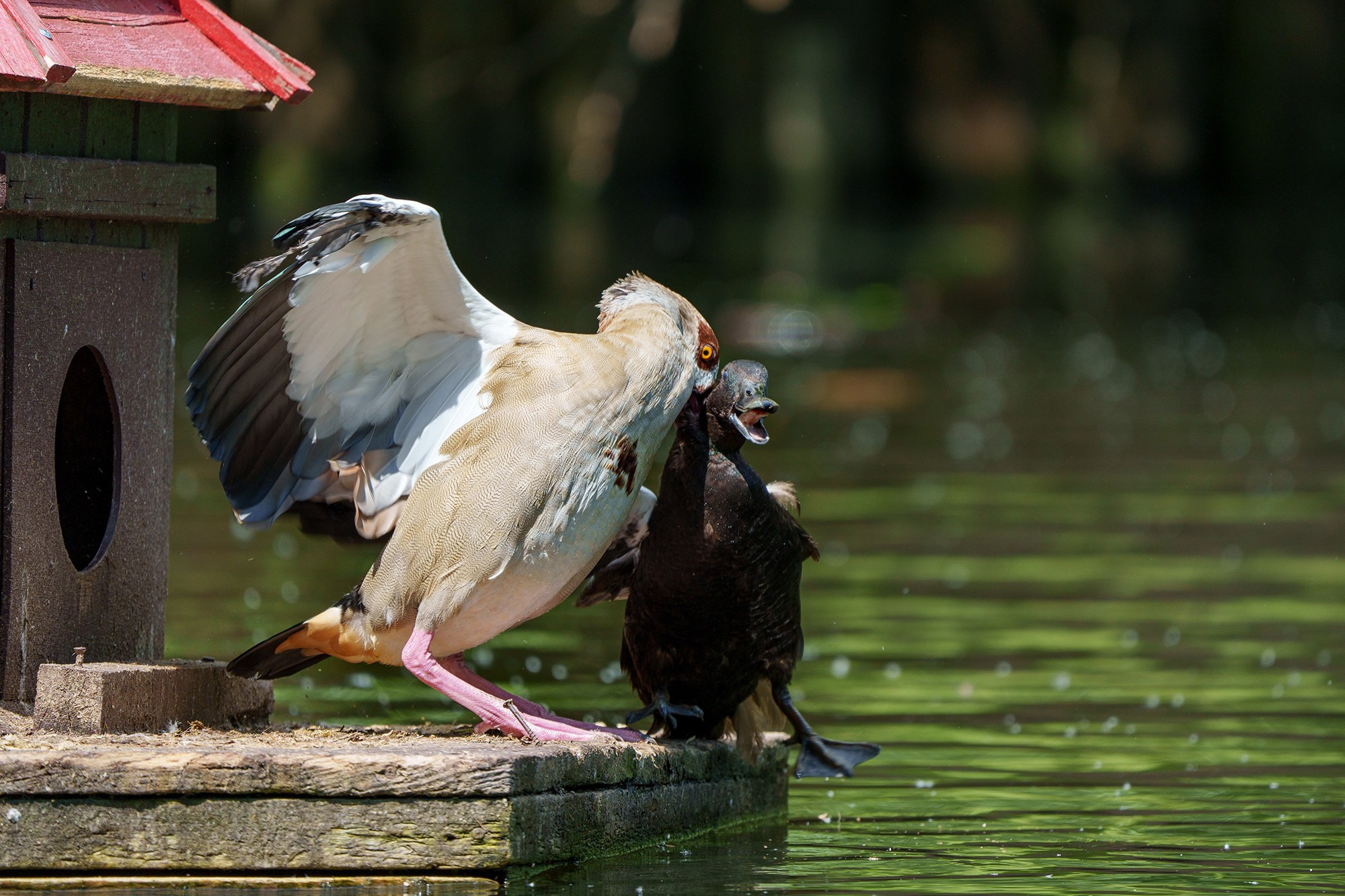 Удивительные мир птиц. Вокруг нас столько прекрасного — присмотритесь!. Ваш личный фотограф Марина Волкова