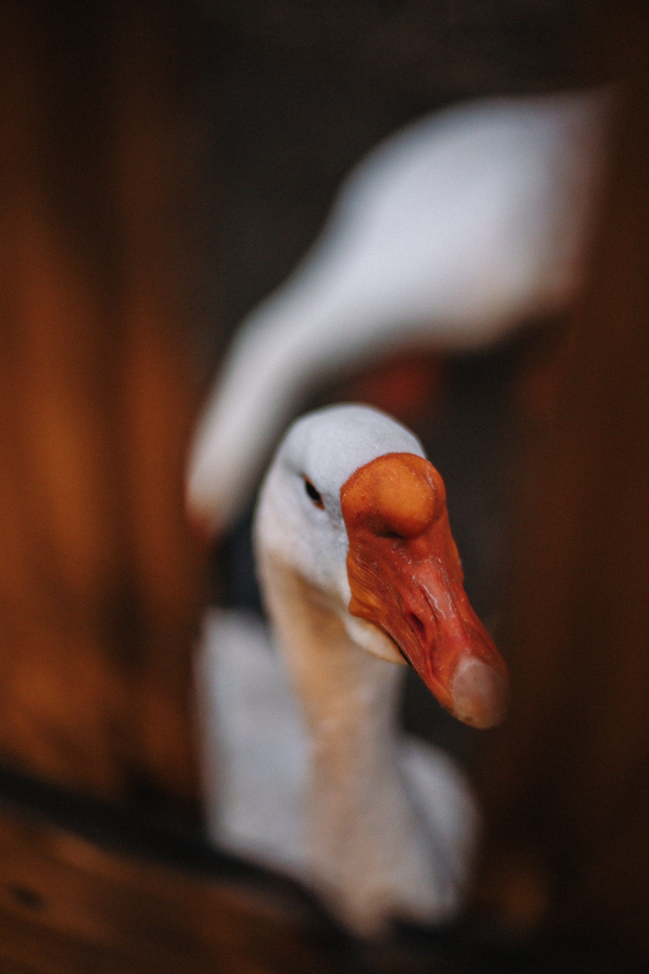 Helen. Фотограф на Юге России
