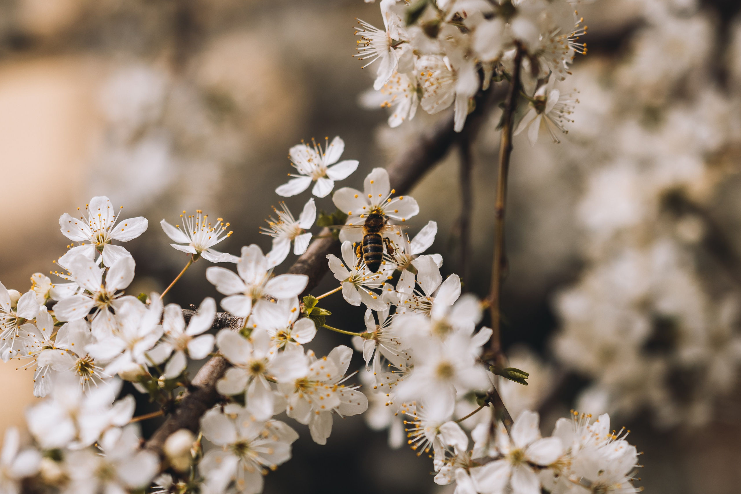 Macro. Фотограф на Юге России