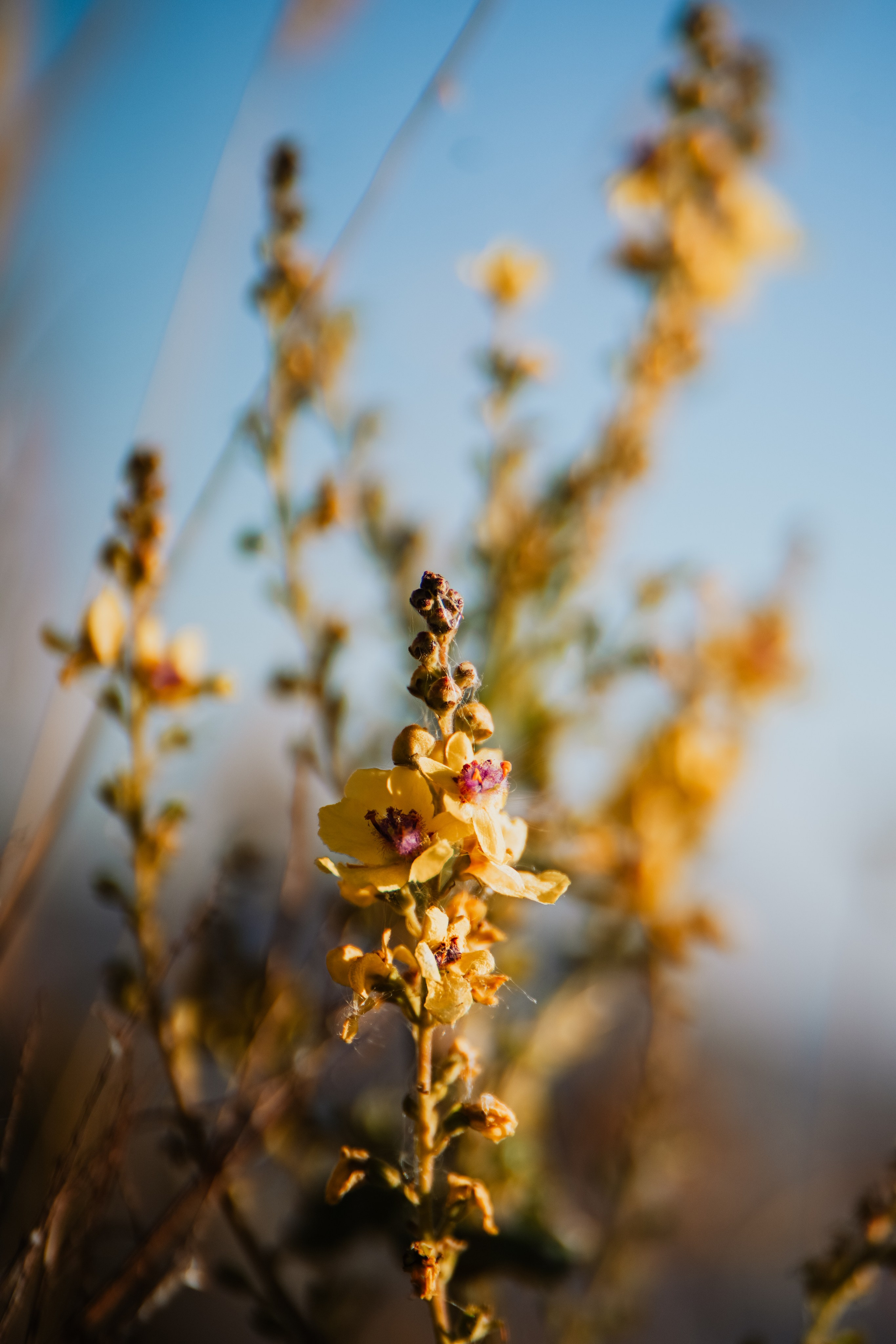 Роза Пик, тропа Турья ✽ Октябрь. Репортажный фотограф | Роза Хутор Красная Поляна Сочи Сириус