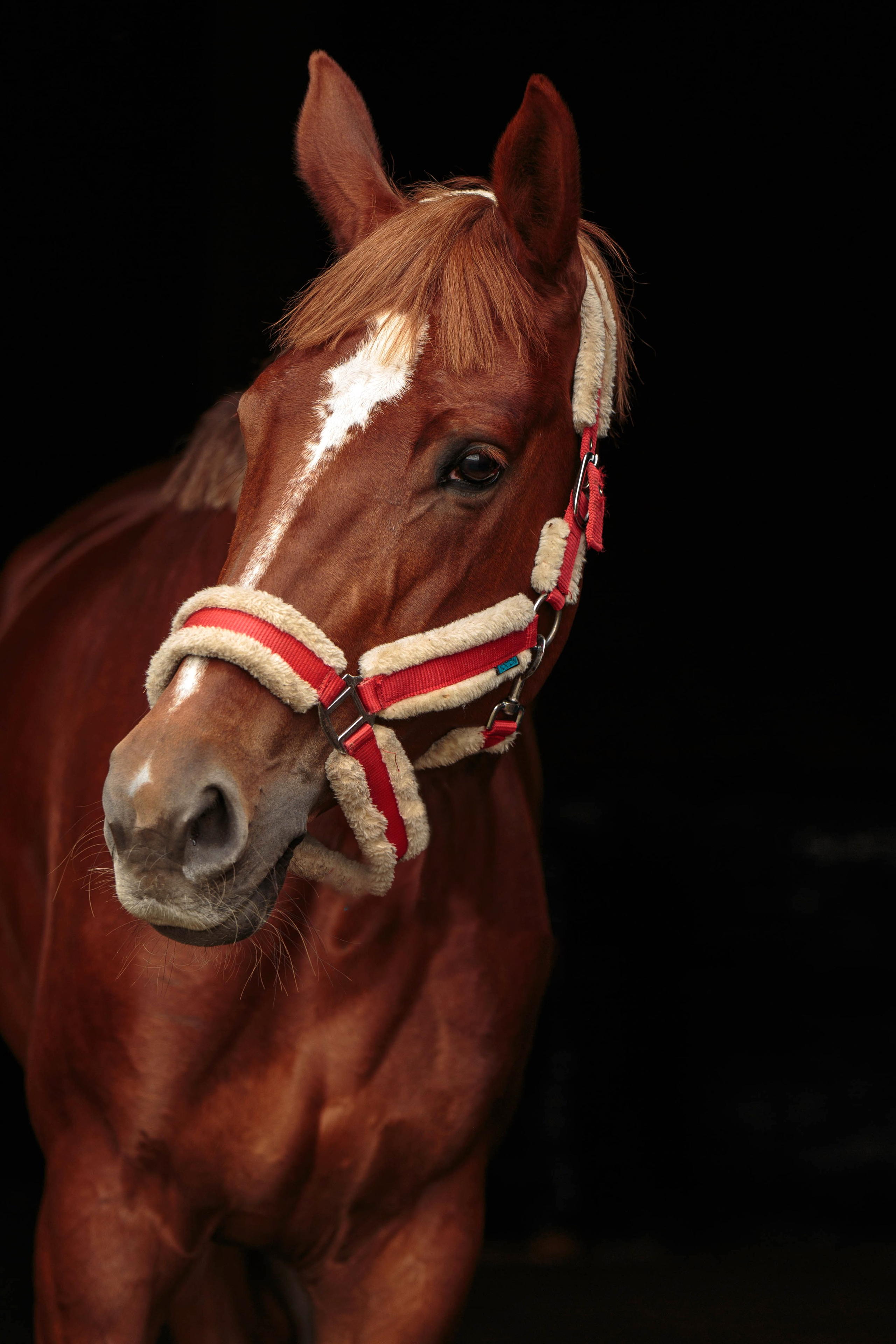 СЪЕМКА ЛОШАДЕЙ. Конный фотограф в Красноярске — Любовь Похабова