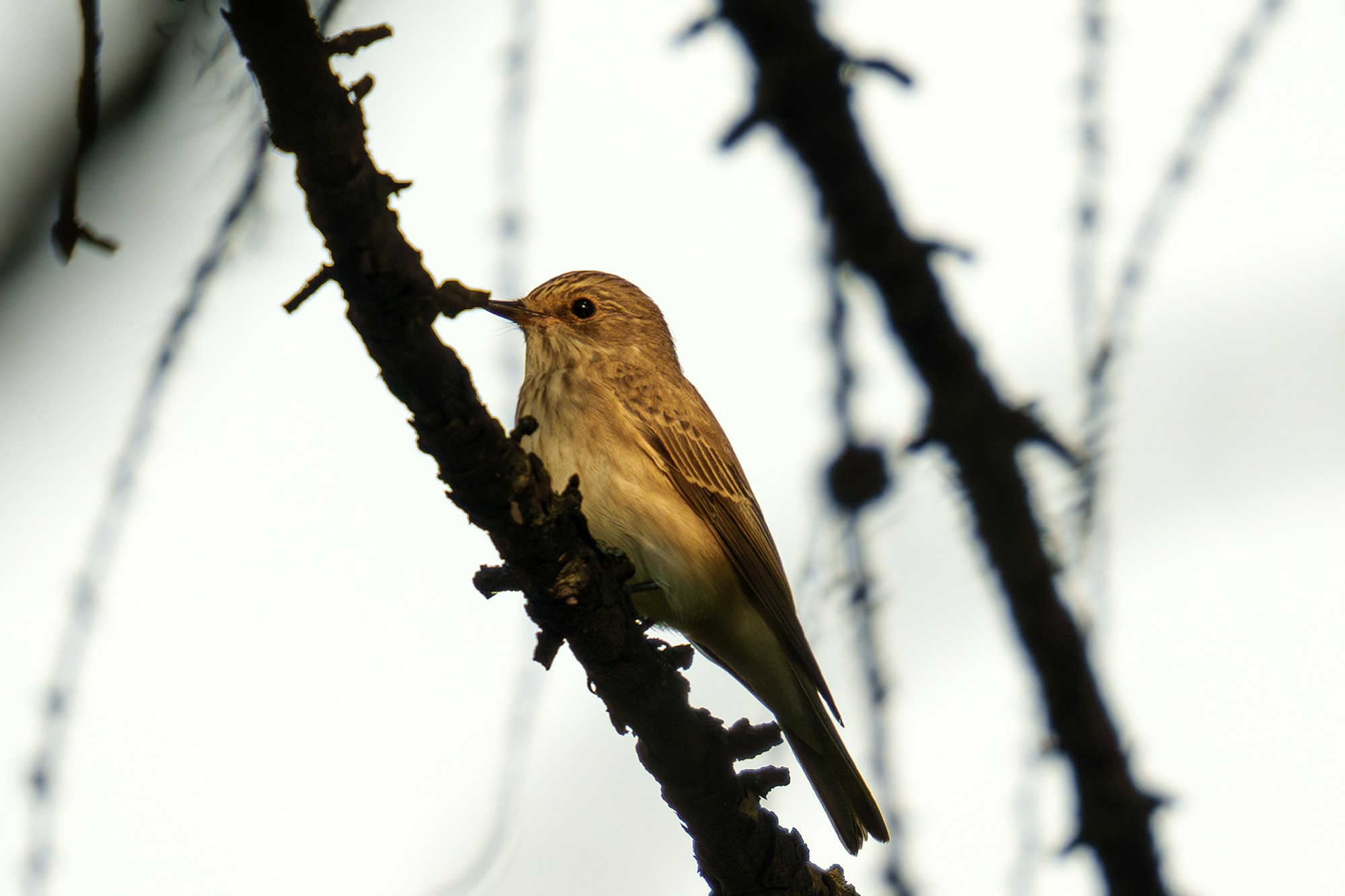 Удивительные мир птиц. Вокруг нас столько прекрасного — присмотритесь!. Ваш личный фотограф Марина Волкова