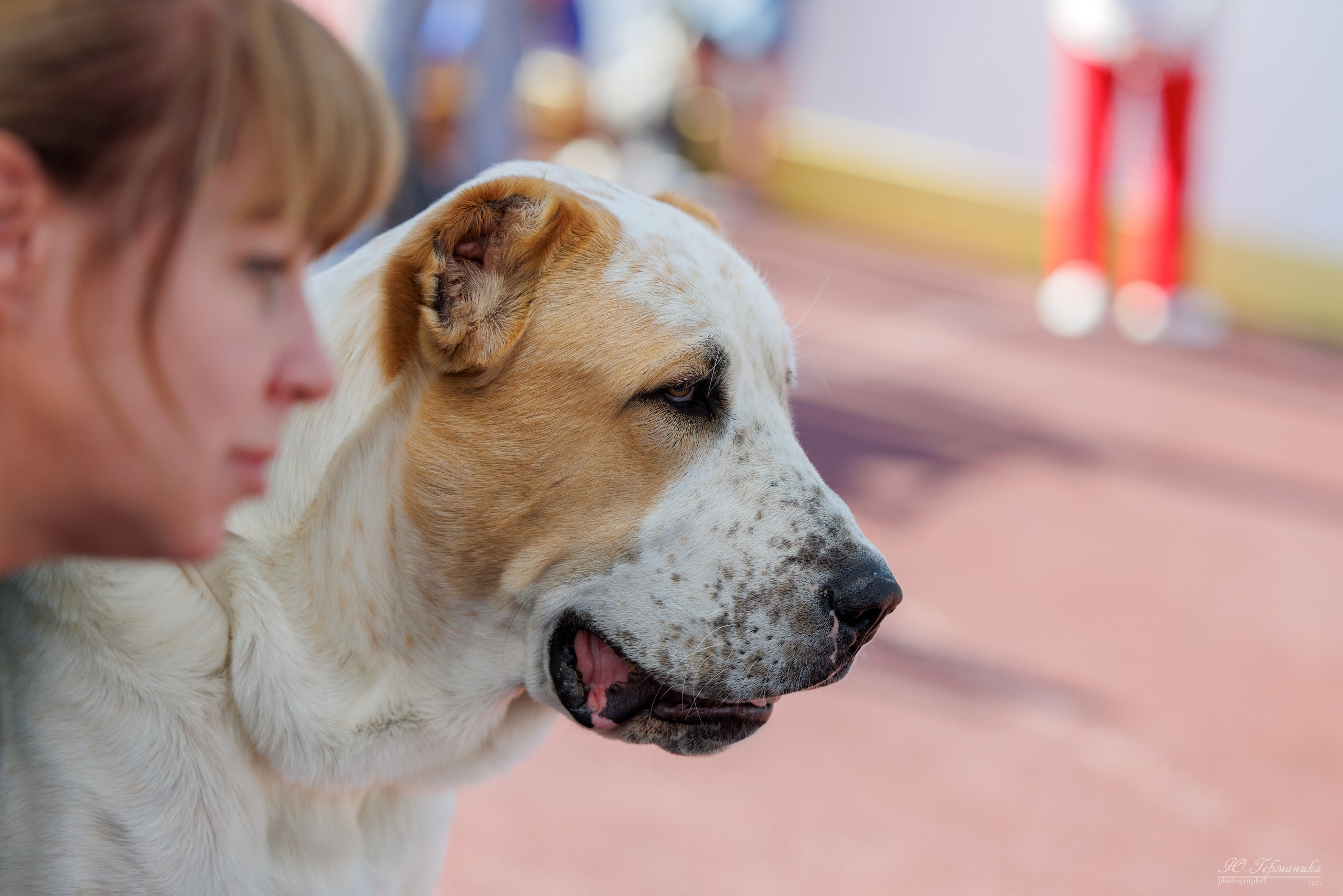 Коломна 30.08.2025. Фотограф-анималист Юлия Германика
