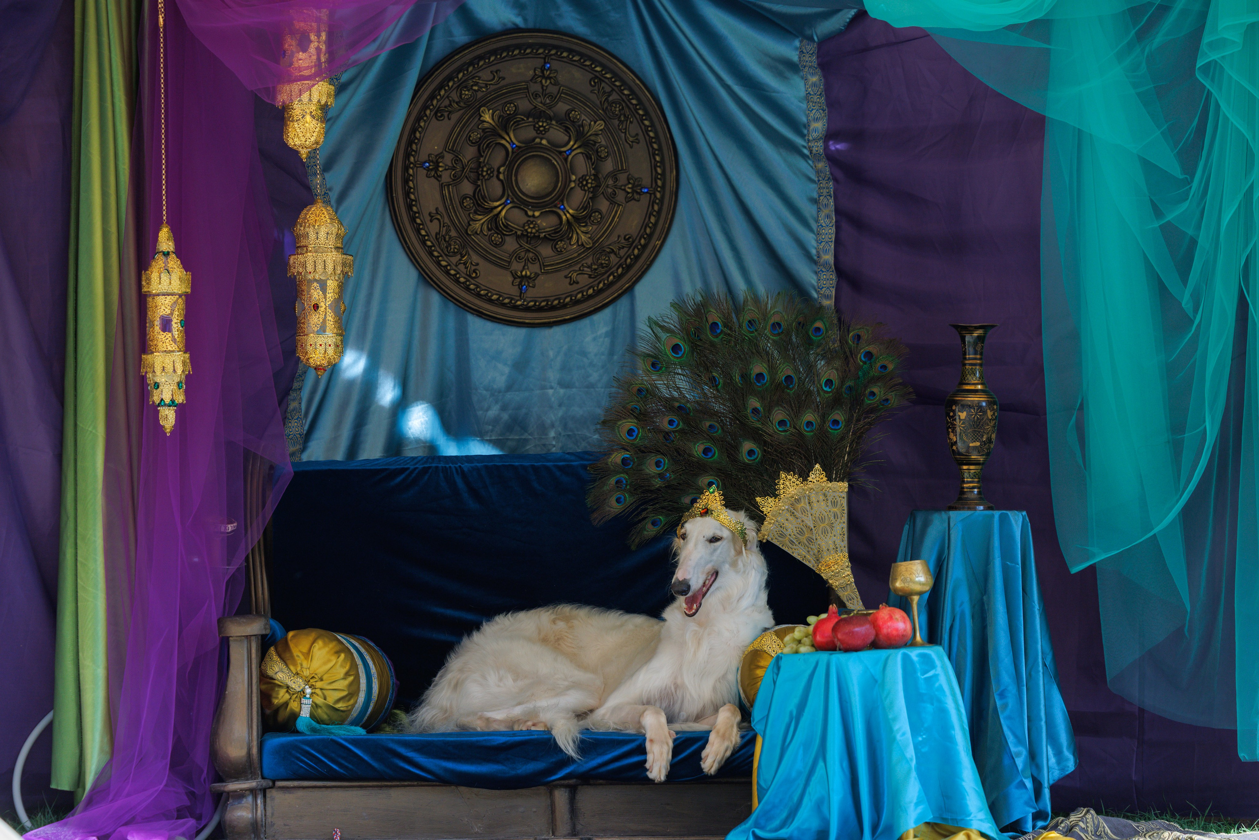 Ташкент 3хCACIB 3-5.10.2025. Фотограф-анималист Юлия Германика