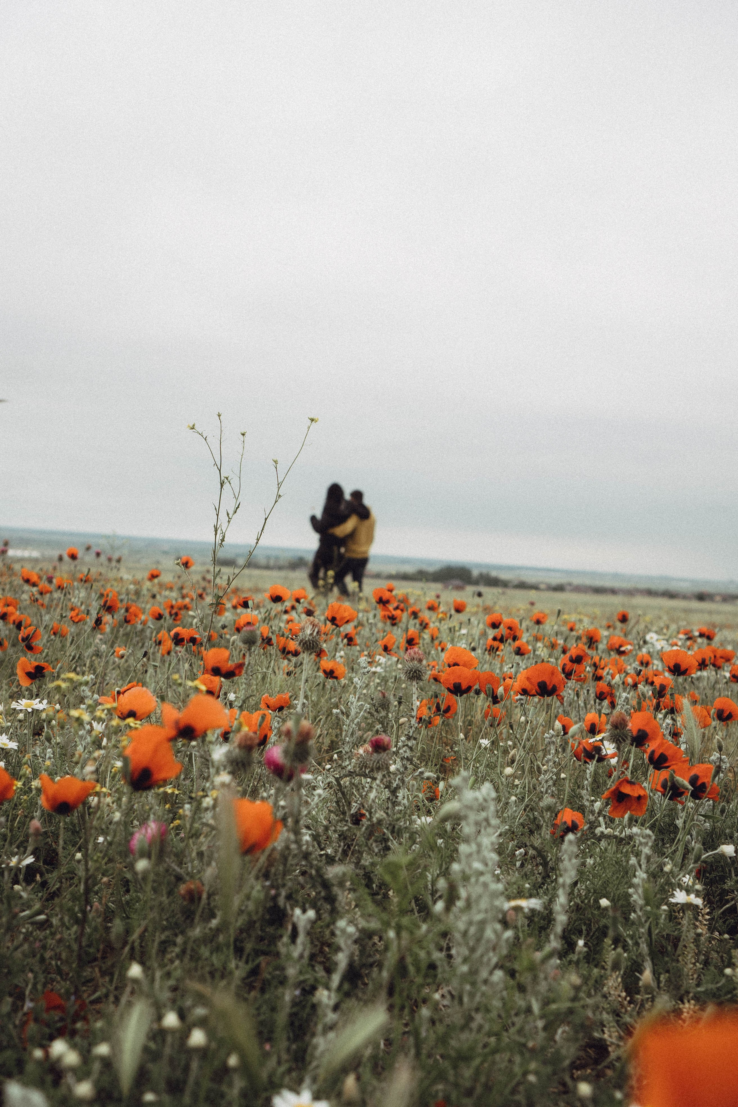 Любовь в маковом поле. Профессиональный фотограф, Санкт-Петербург — Виктория Богомолова