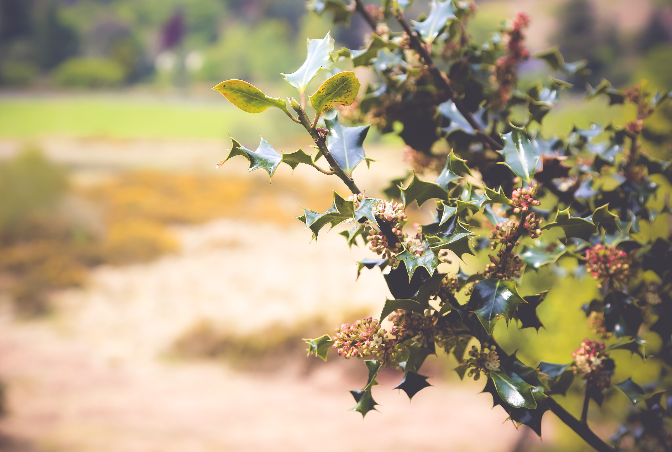Ирландия: Горы Уиклоу. Дарья Письменюк / Darya Leitstern — фотограф, музыкант, журналист, путешественник