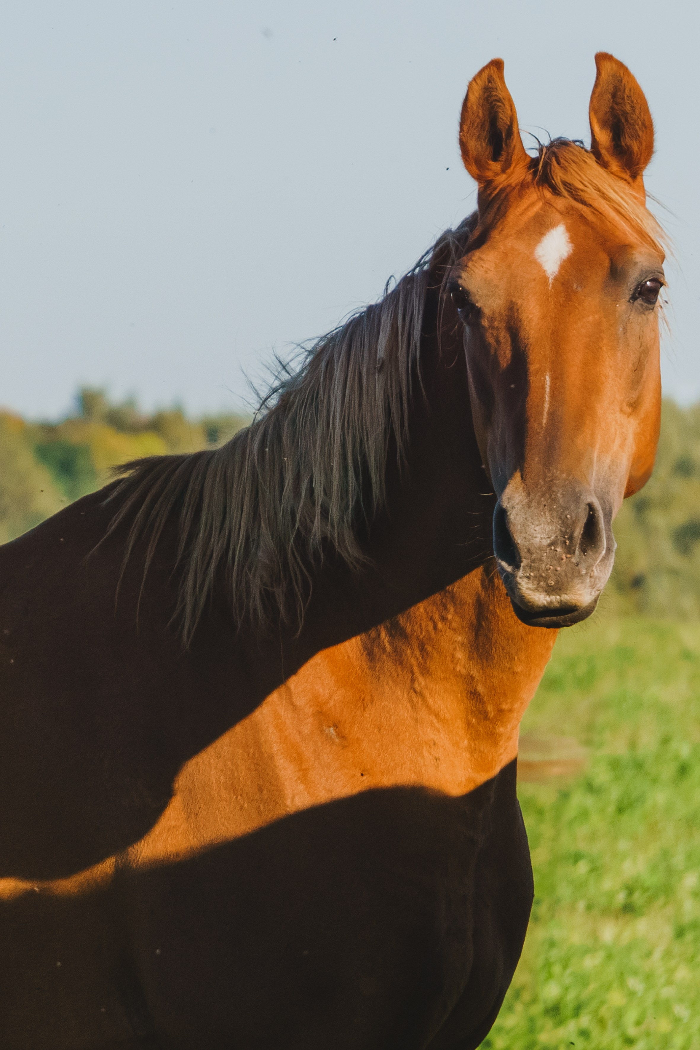 Life with horse. Saamill