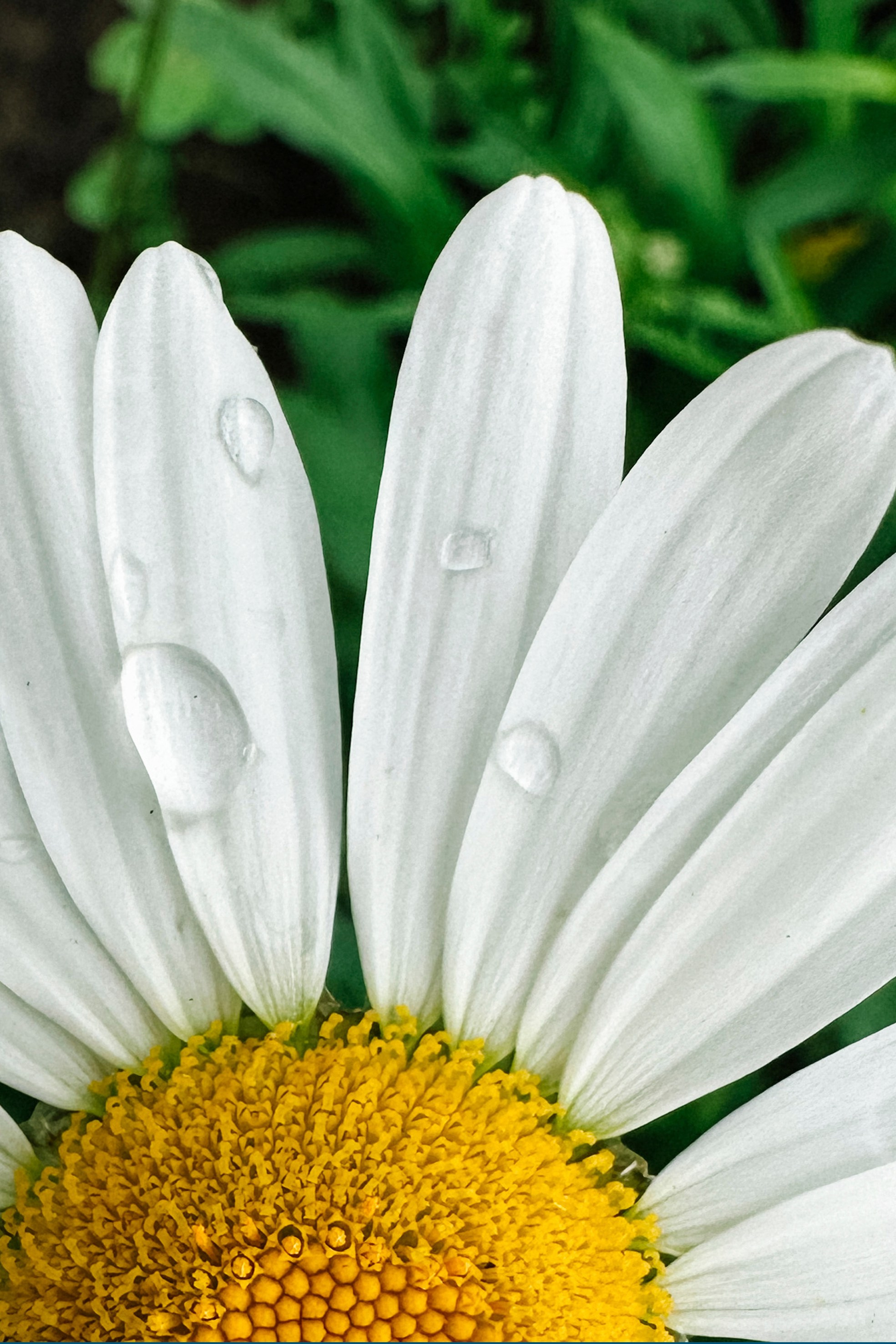 Природа. Команда фотографов Кристины Ивановой