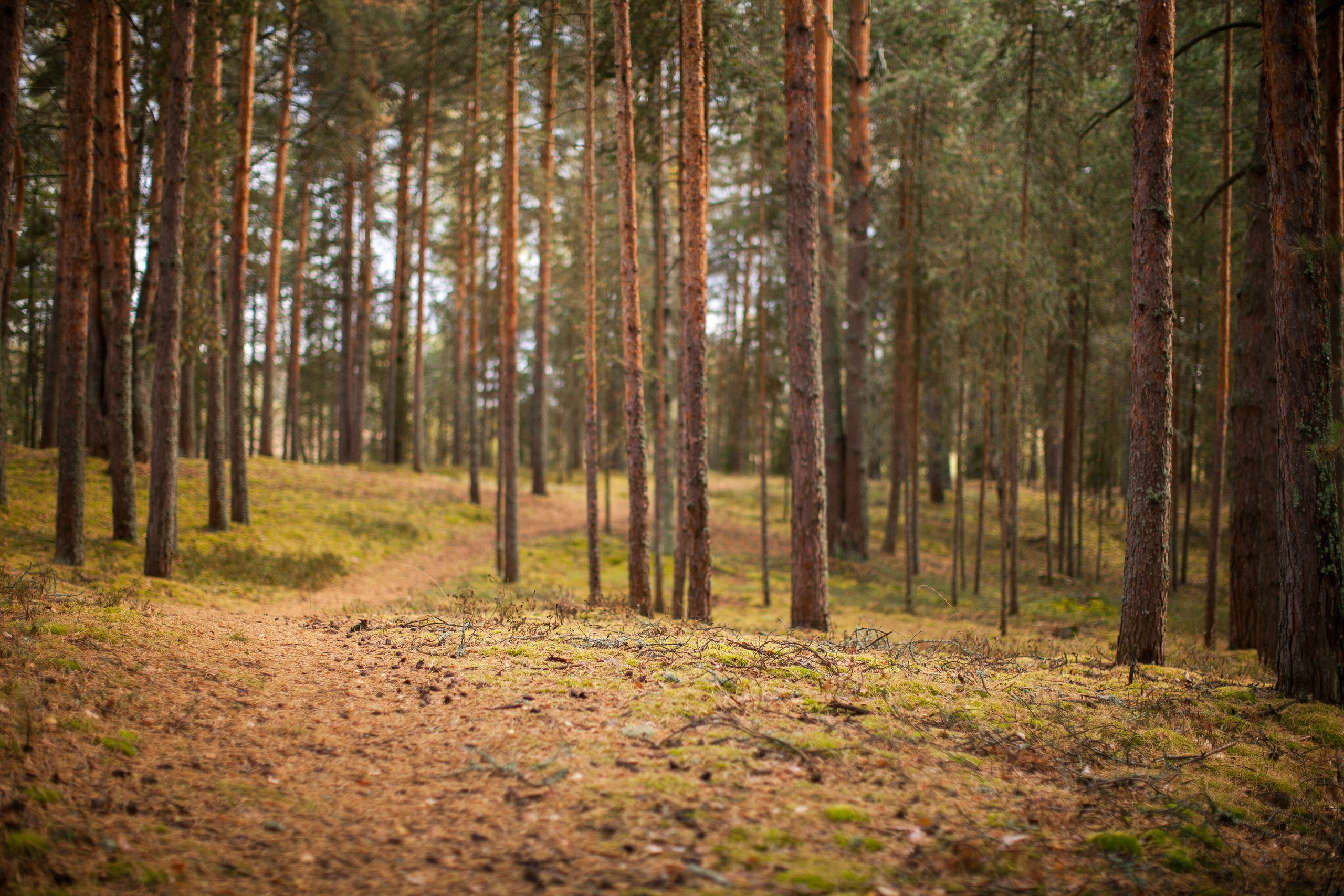 Остров «Свободы». Туманов Виталий — фотограф Москва
