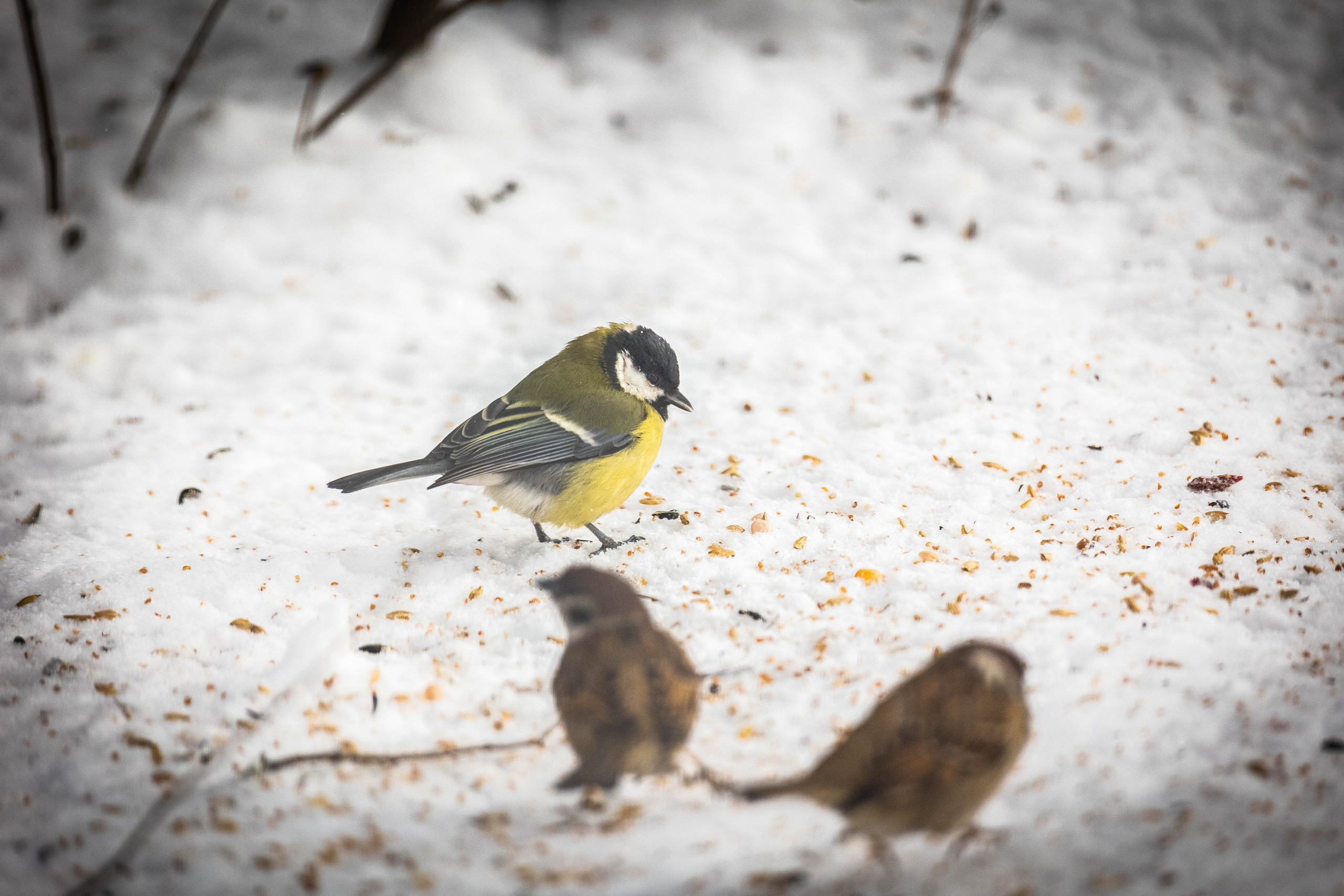 Дикий животный мир. Фотограф-АниМалист Анна Абрамова