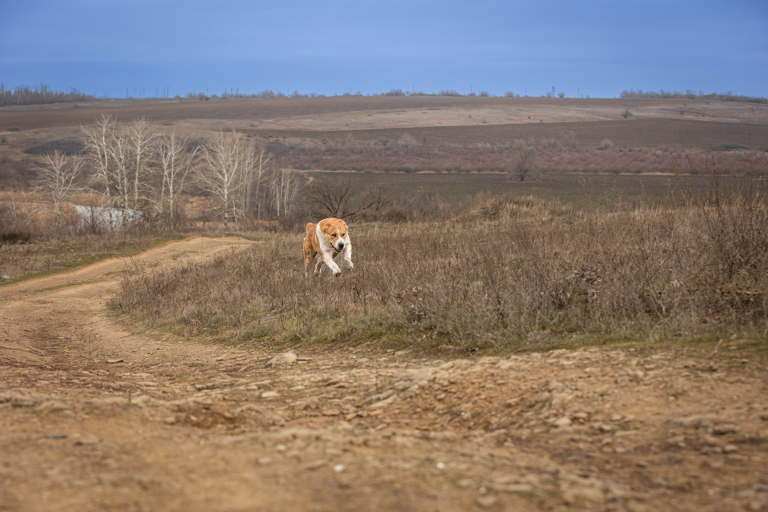Пальма. Фотограф-АниМалист Анна Абрамова
