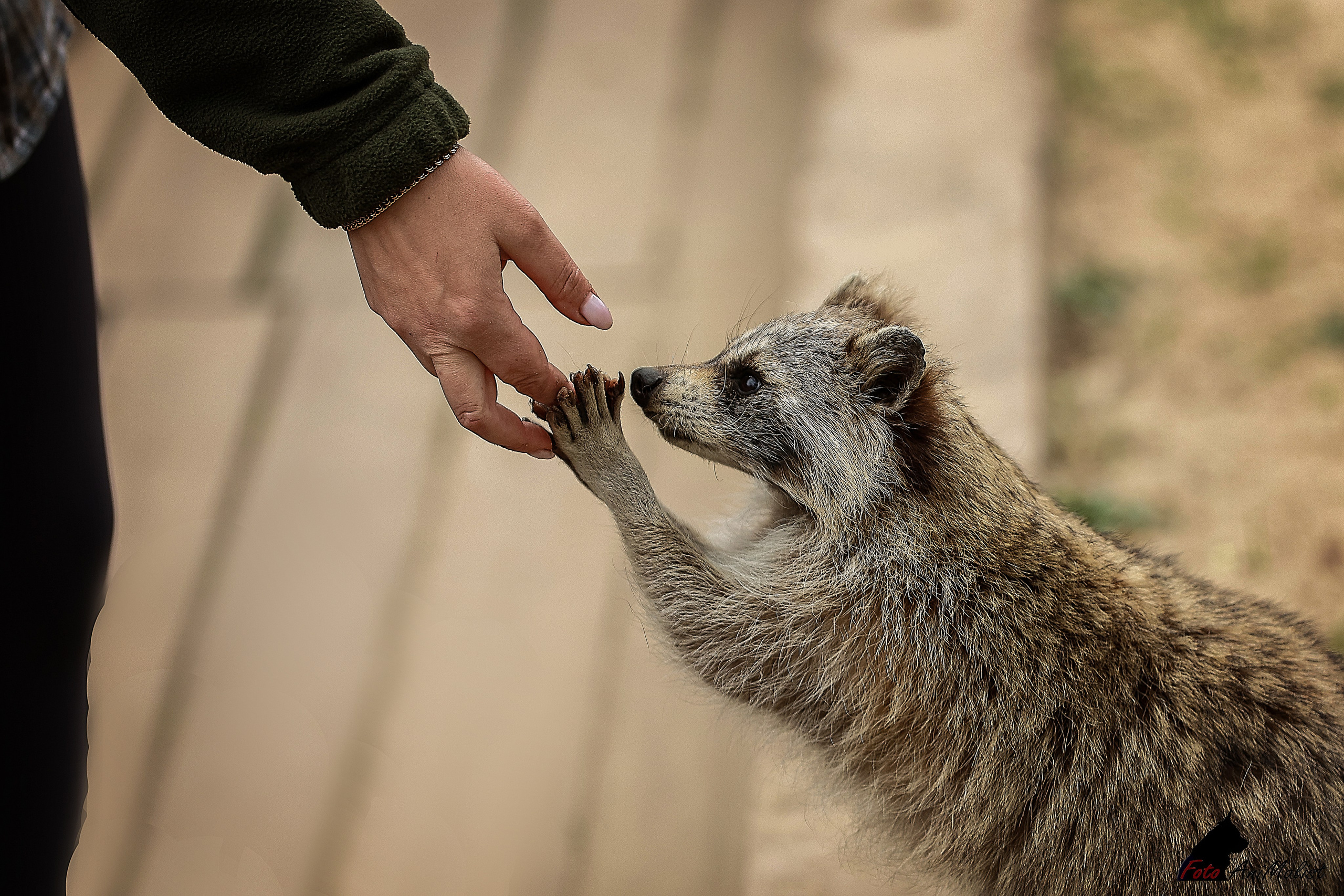 Зоопарк Малинки. Фотограф-АниМалист Анна Абрамова