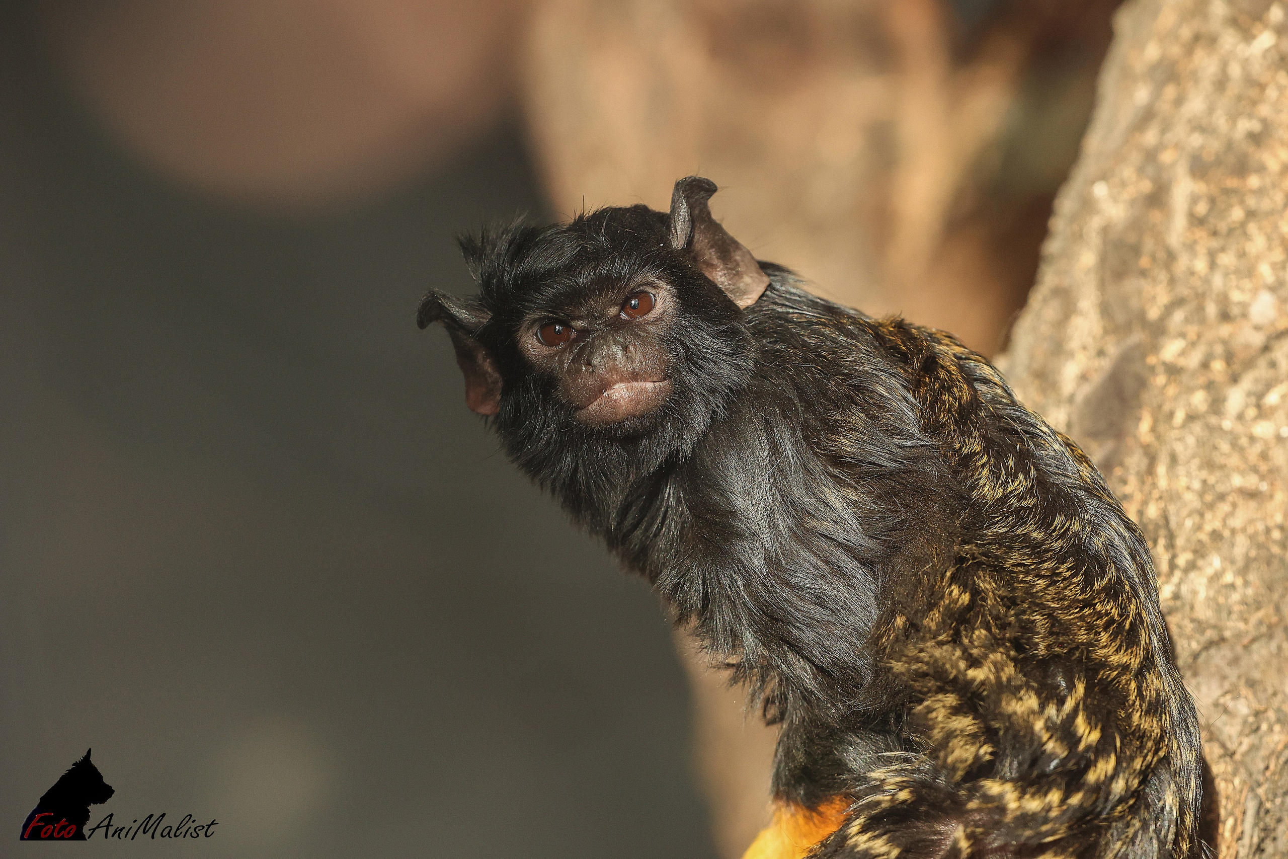 Зоопарк Малинки. Фотограф-АниМалист Анна Абрамова