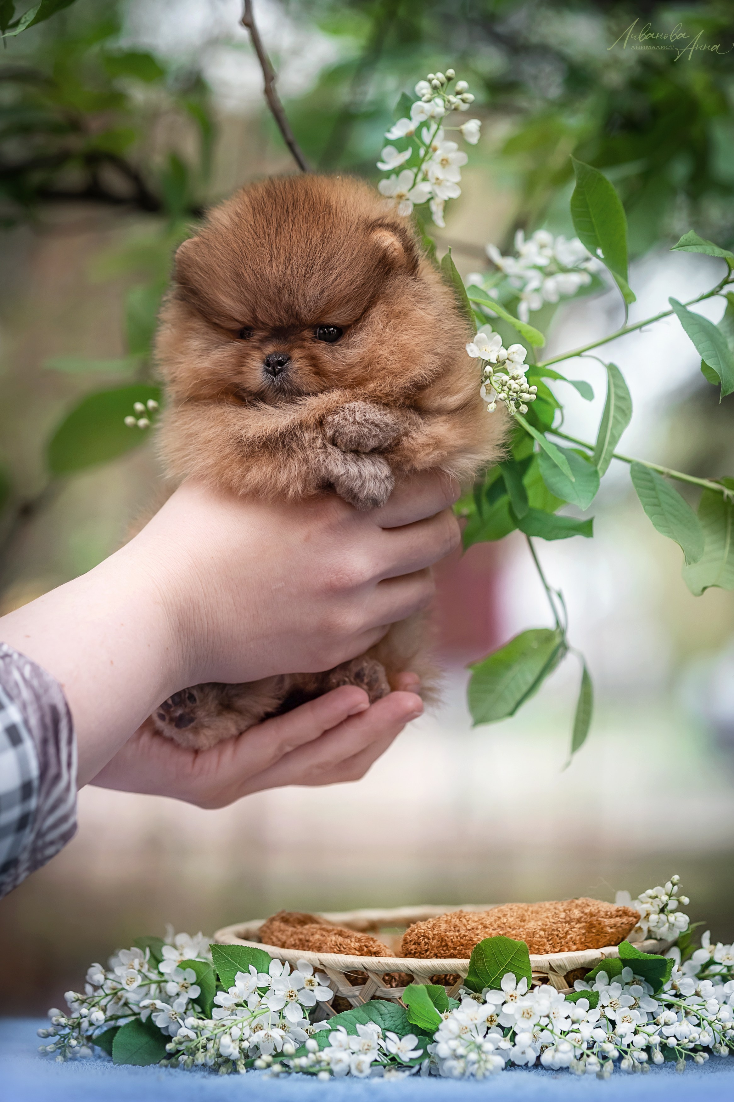 Шпицы. Фотограф анималист Аня Ливанова | Рыбинск