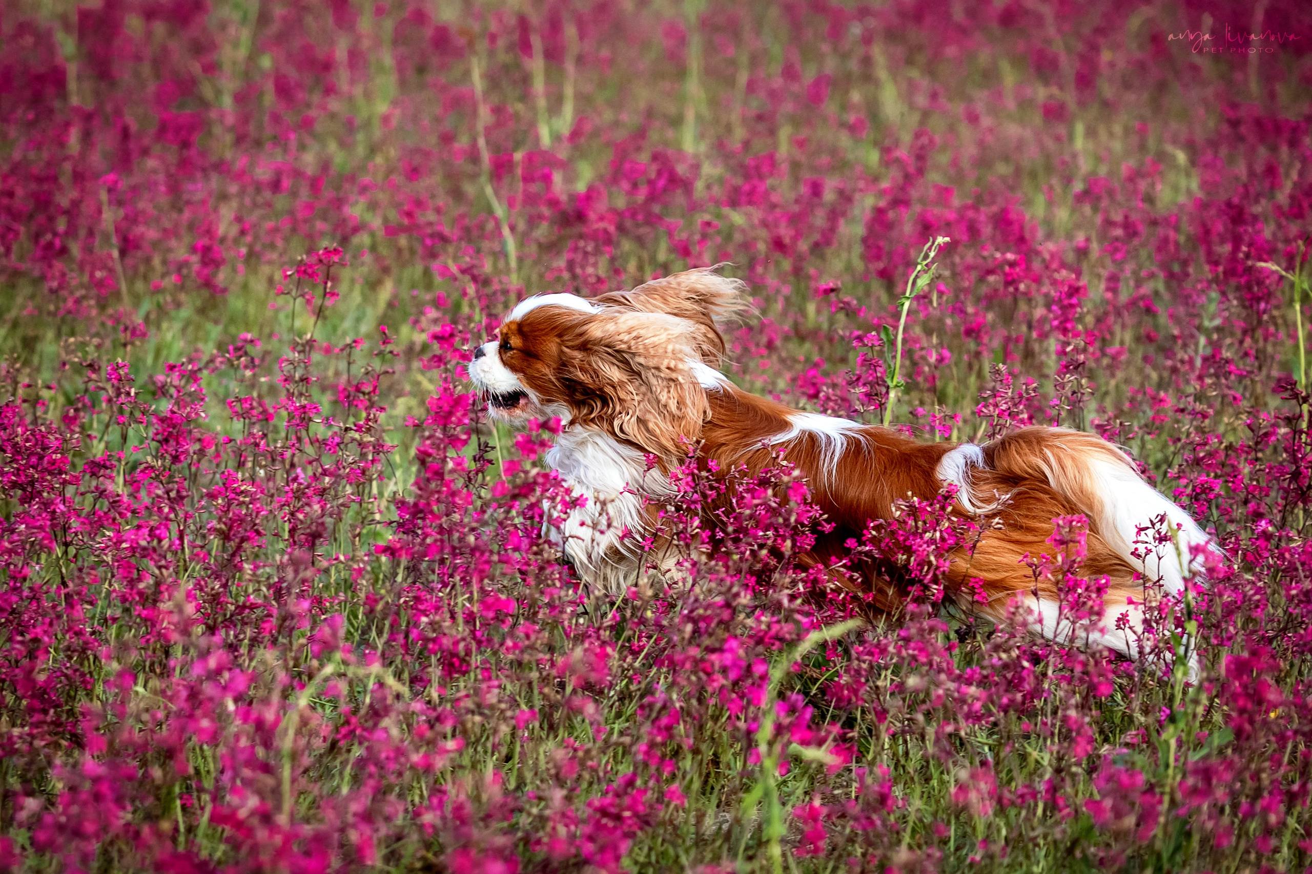 Смолка клейкая. Фотограф анималист Аня Ливанова | Рыбинск