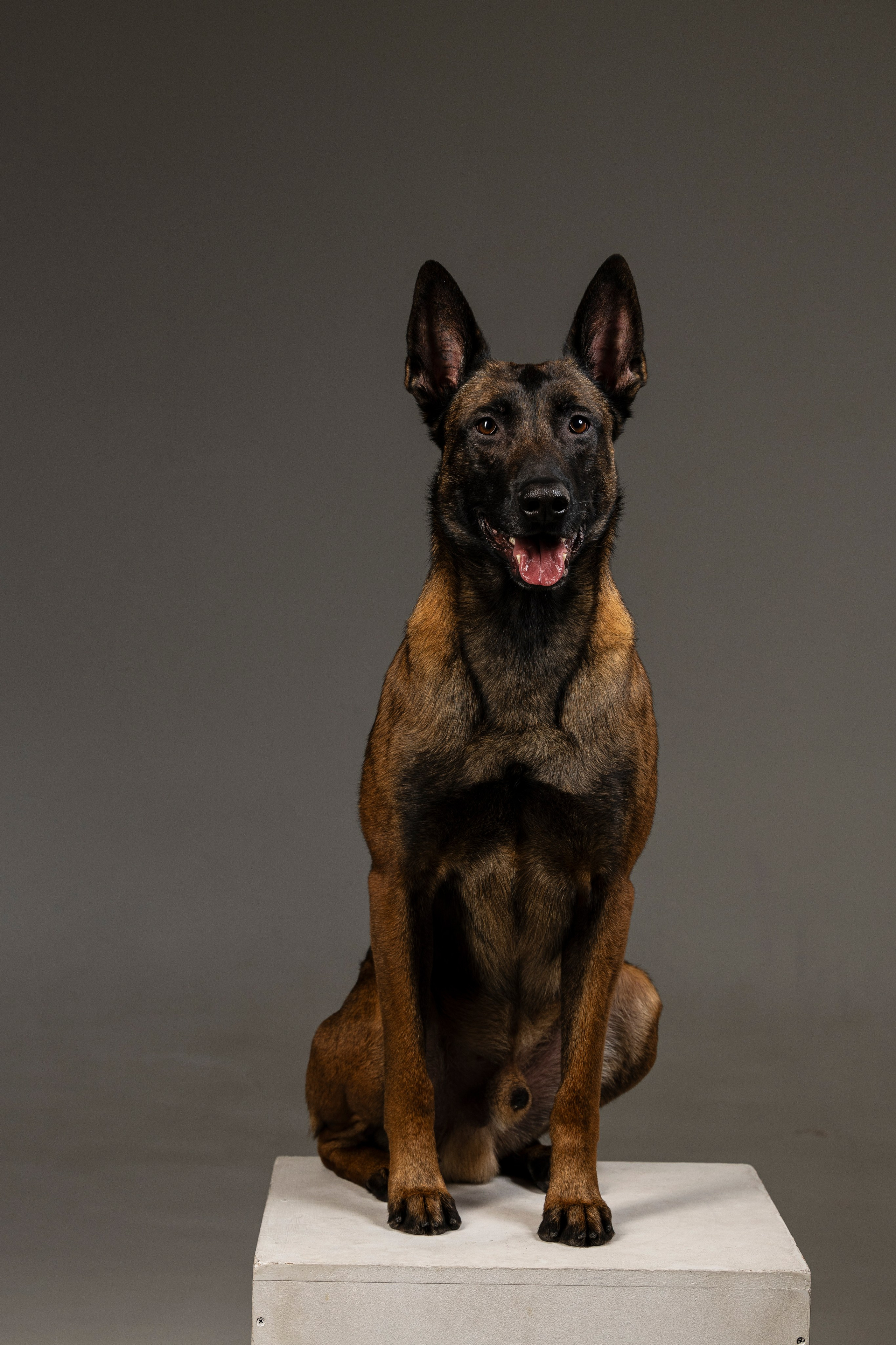 Студия. Фотограф-анималист Анна Маринич