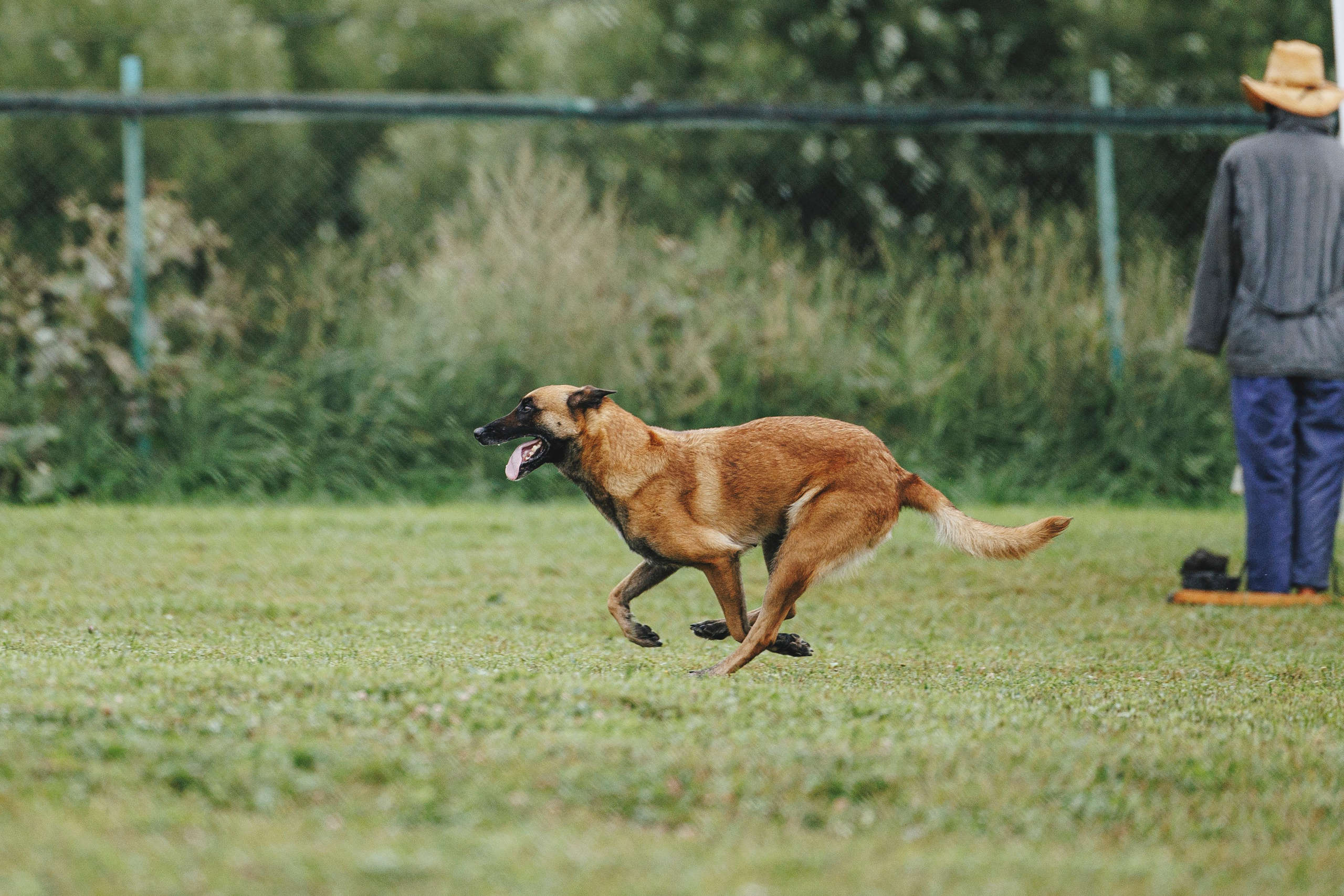 08.08.25-10.08.25 ЧР по мондьорингу г. Вологда. Фотограф-анималист Анна Маринич