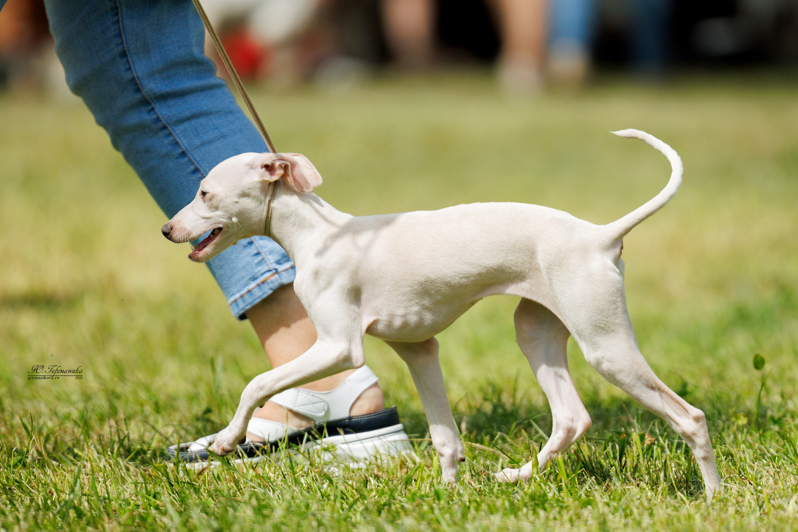 Ярославль 21.07.24 и Балашиха 13.07.24. Фотограф-анималист Юлия Германика