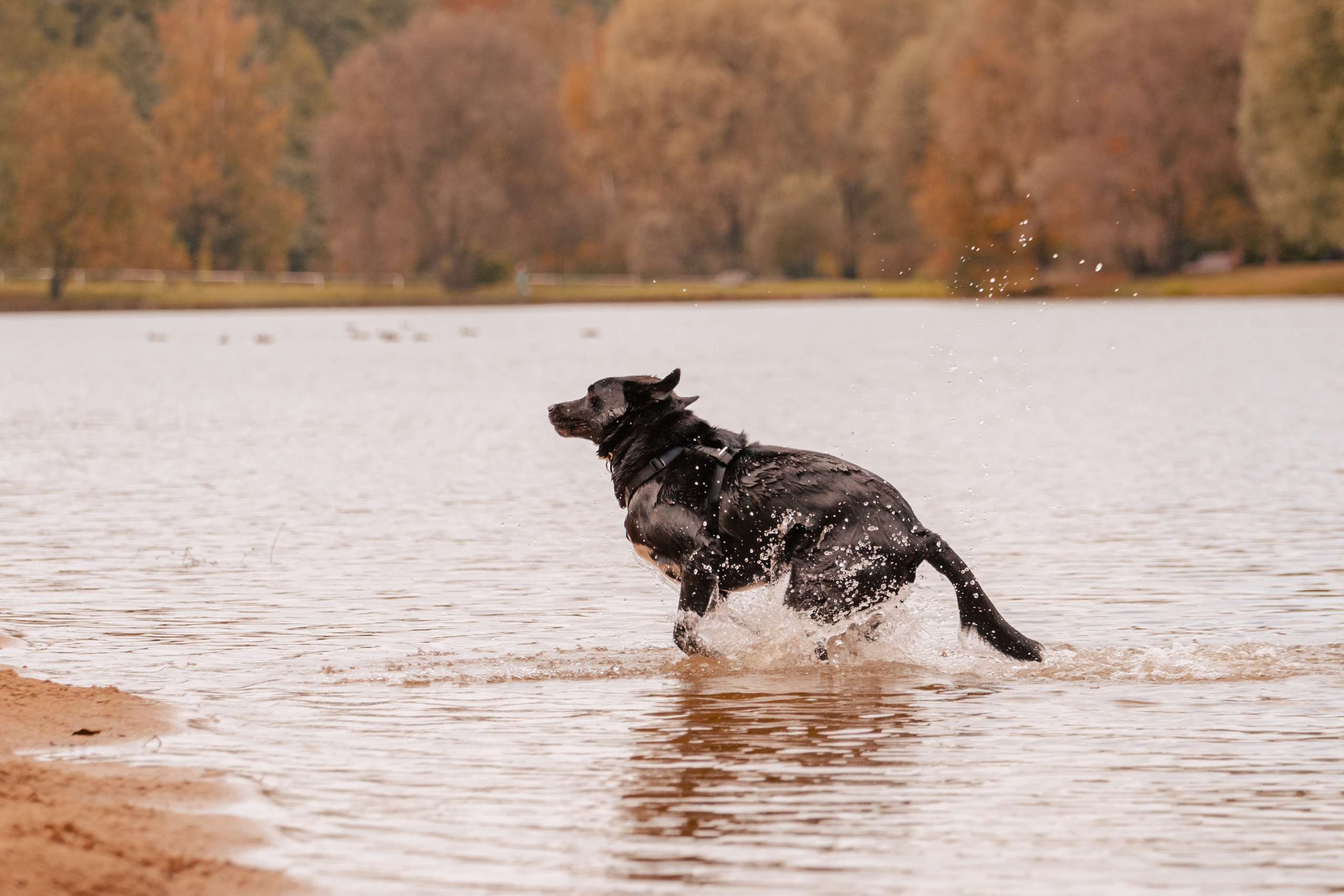 Юля и Фортуна. Фотограф-анималист Татьяна Степанова