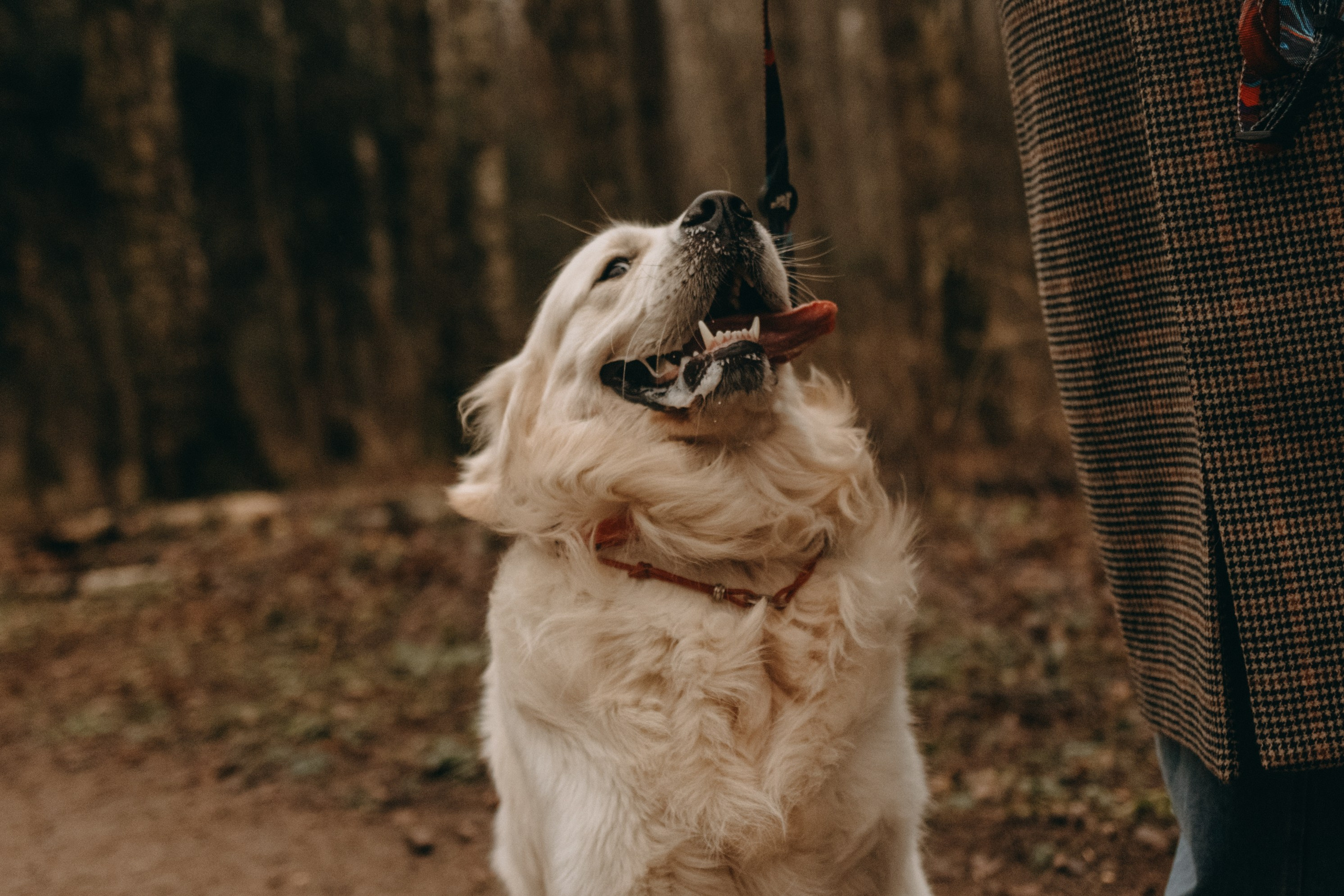 Лаки и его семья. Фотограф — Анималист | Санкт-Петербург