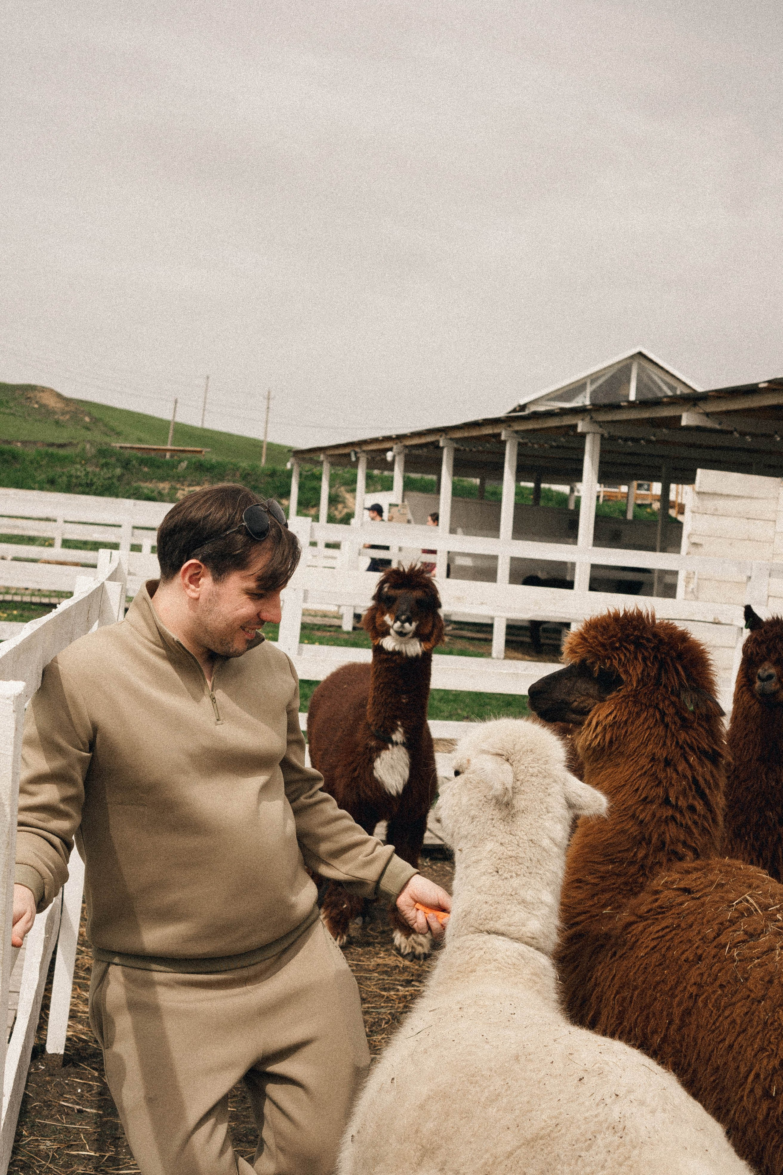 Ферма Альпак. Профессиональный фотограф, Санкт-Петербург — Виктория Богомолова
