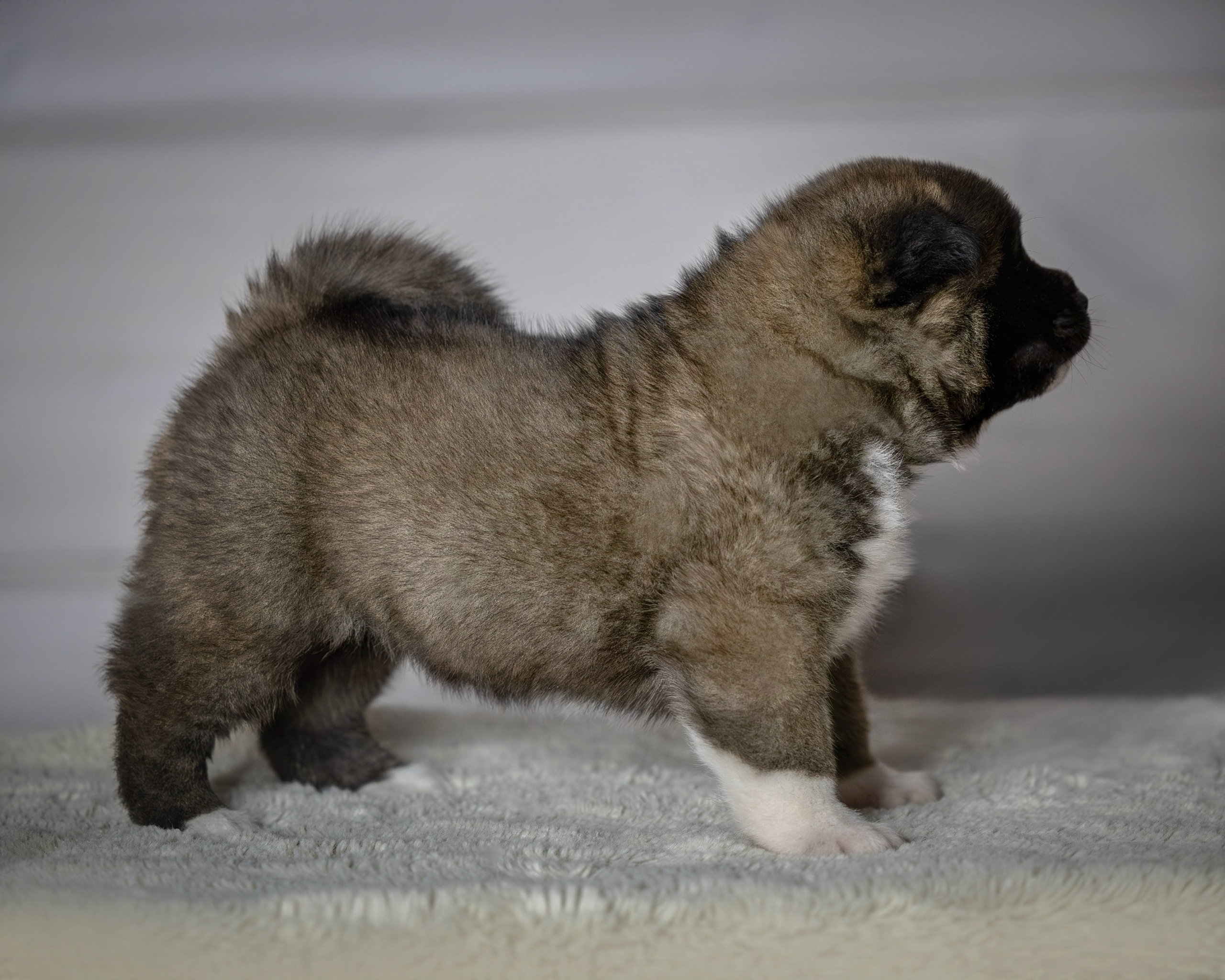 Щеночки Ам. Акиты. Главная