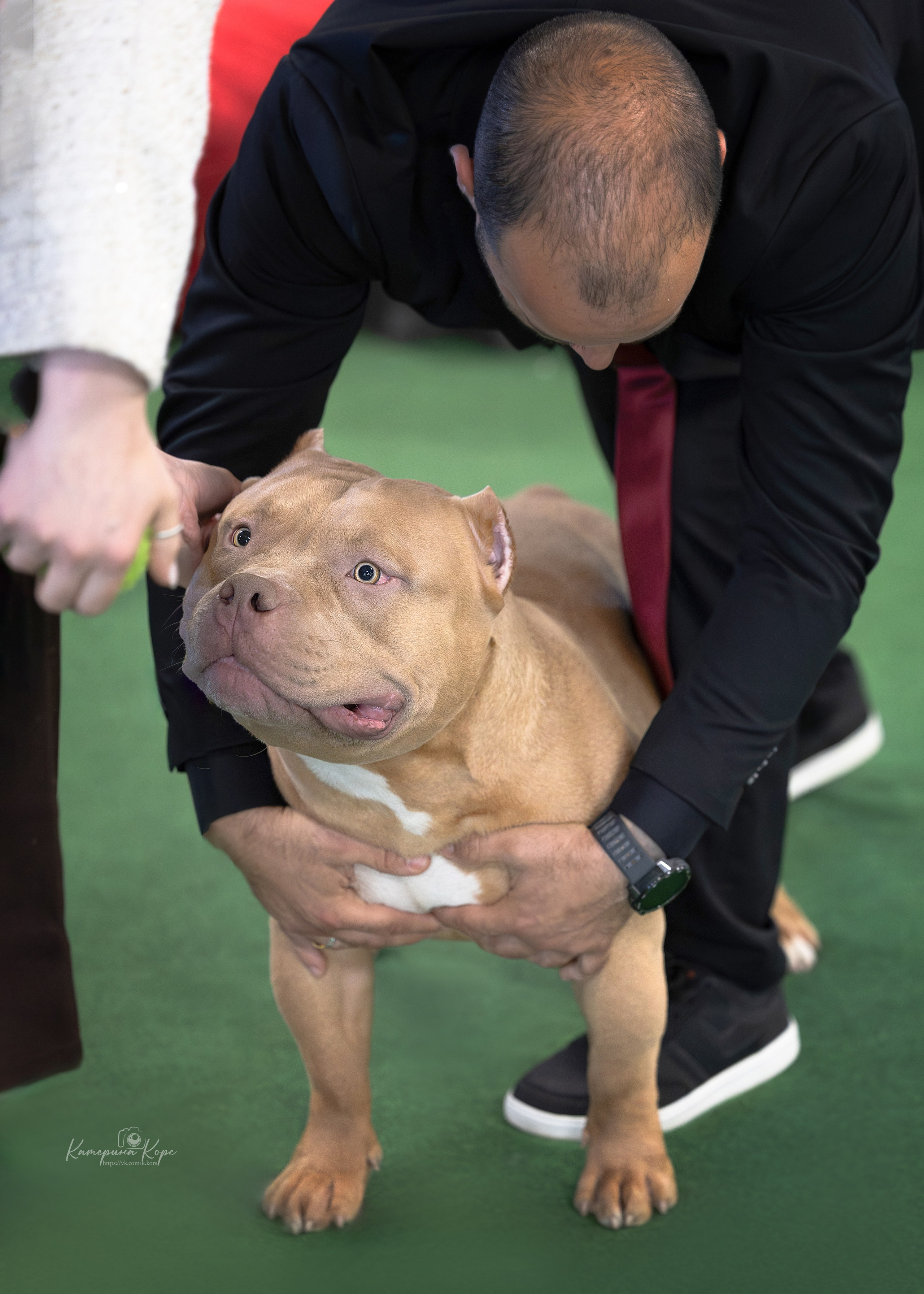 BULLY’S BROS KENNEL FARGO. Главная