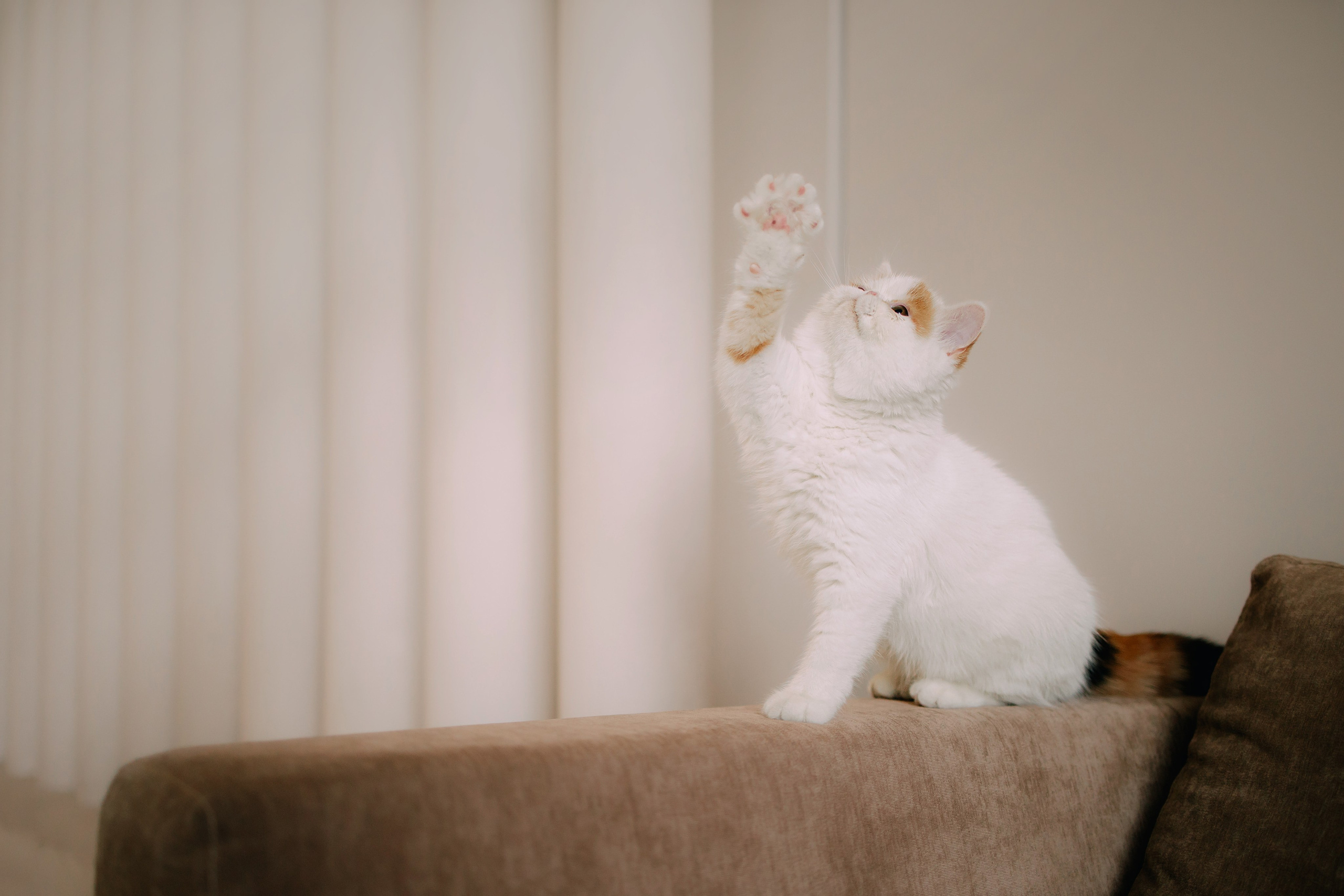 Султан, Мэй Мэй и Шанталь и их семья