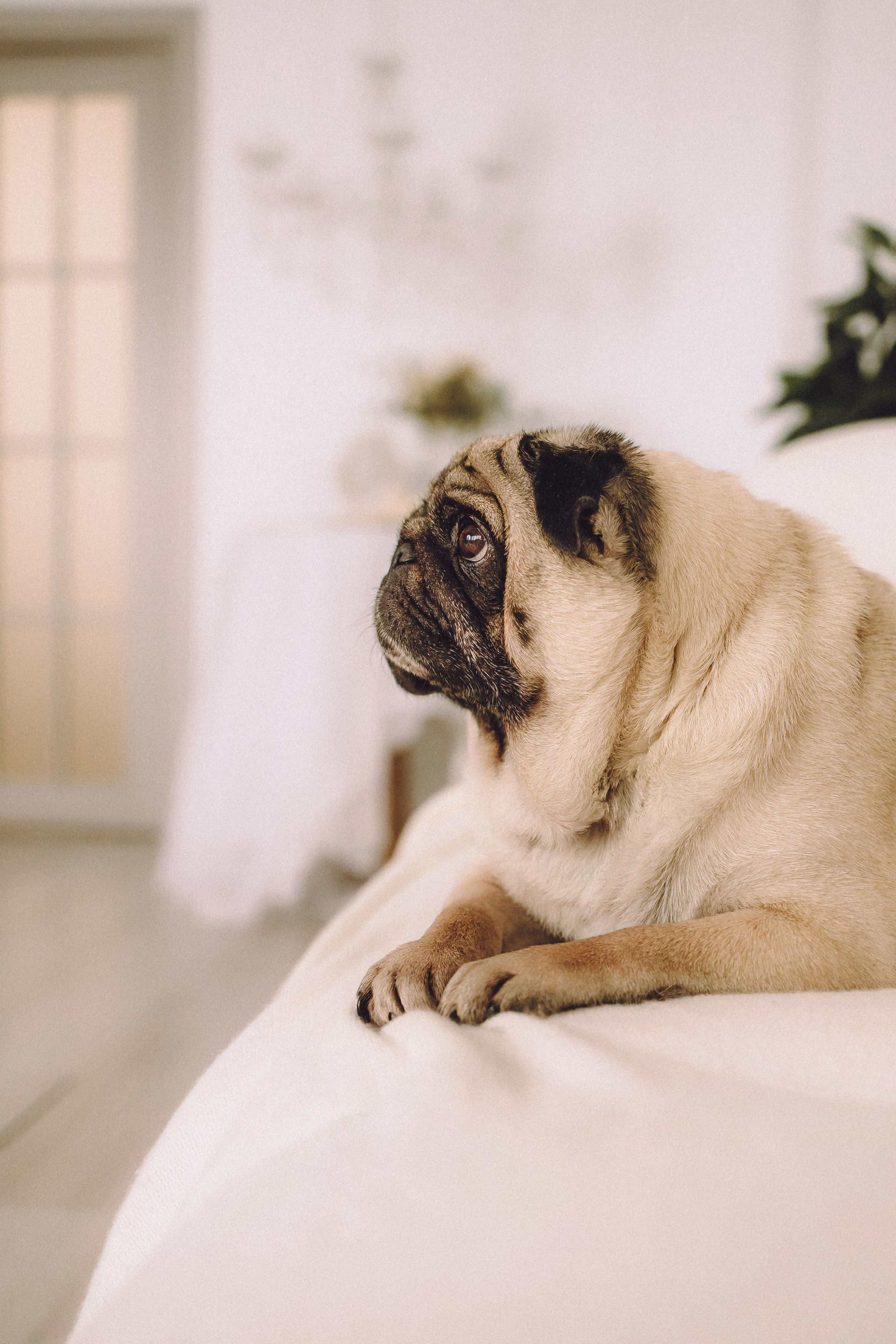 Денис, Василина, Гаврюша и Кнопка